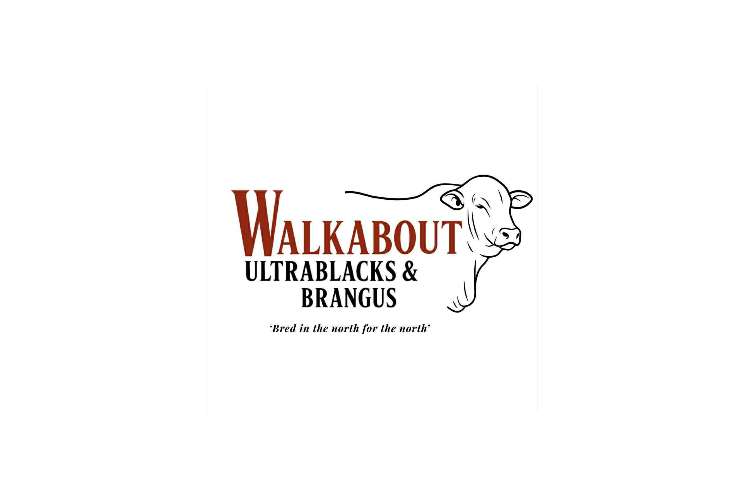 Logo for Walkabout, featuring a stylized outline of a cow's face and the text "Walkabout Ultrablocks & Brangus" with the slogan "Bred in the north for the north."