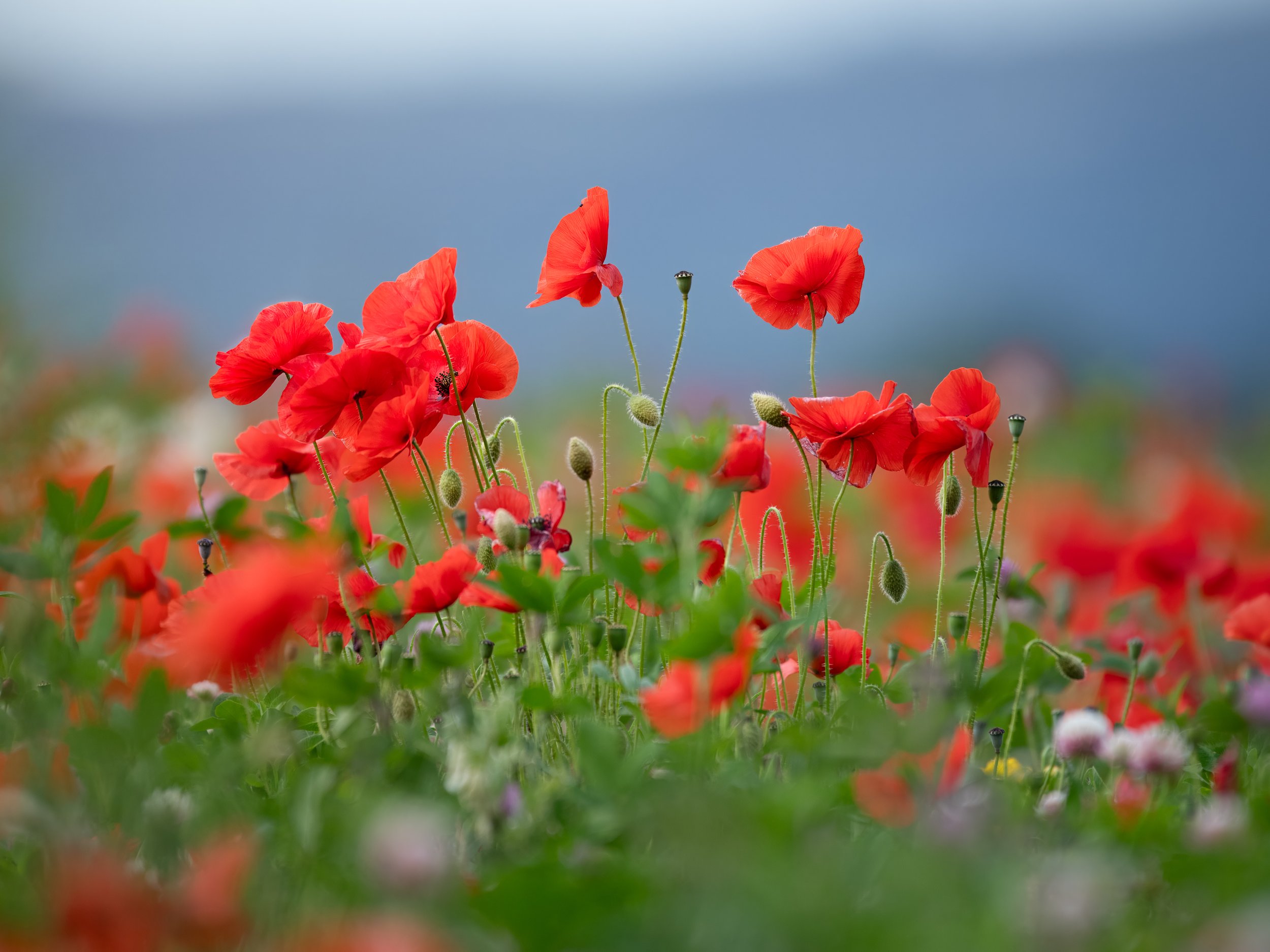 DSC_5883-Edit.jpg