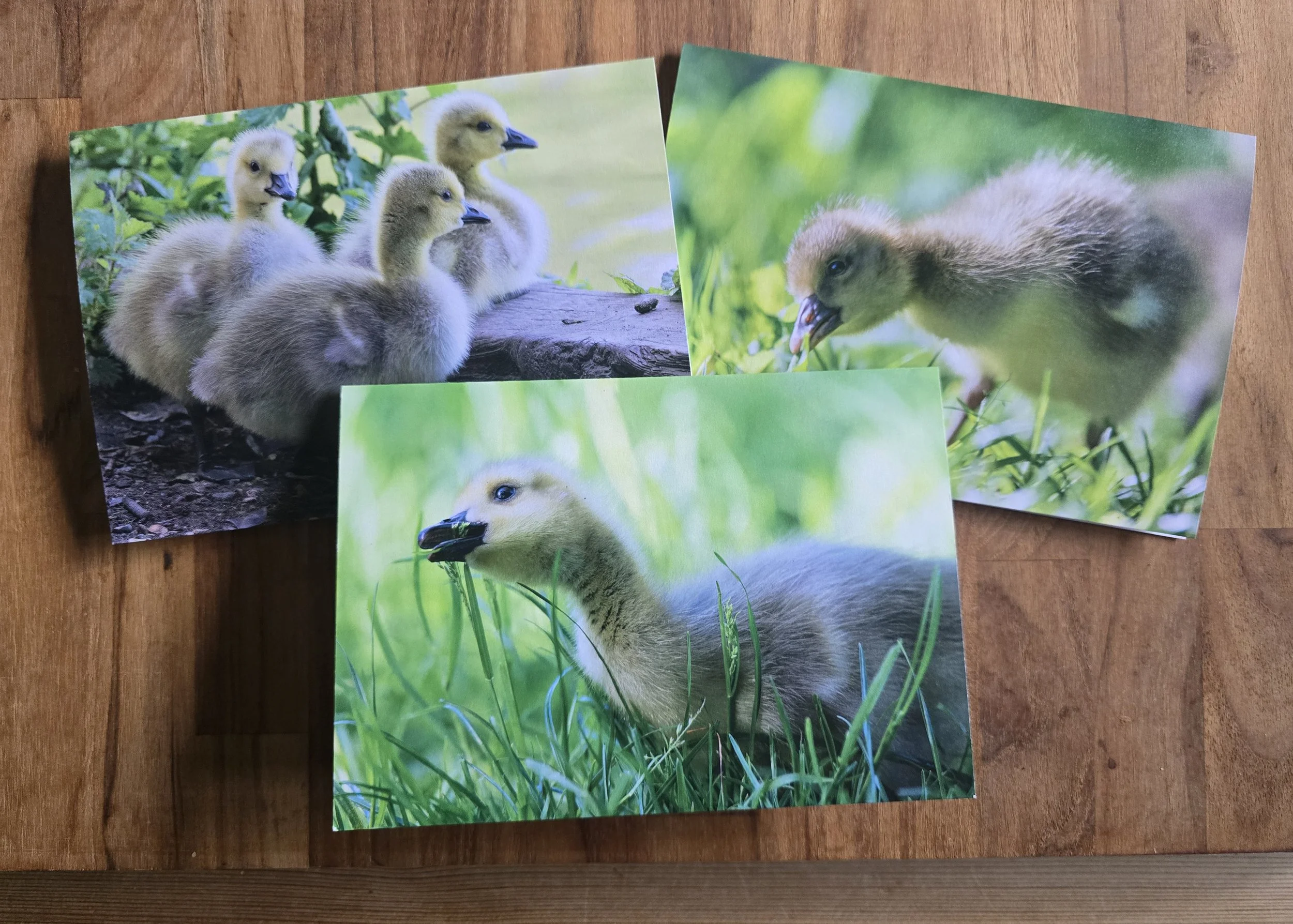 6 pack wildlife photo greeting cards  - All profits from every card sale help support The Joanna Wildlife Hospital