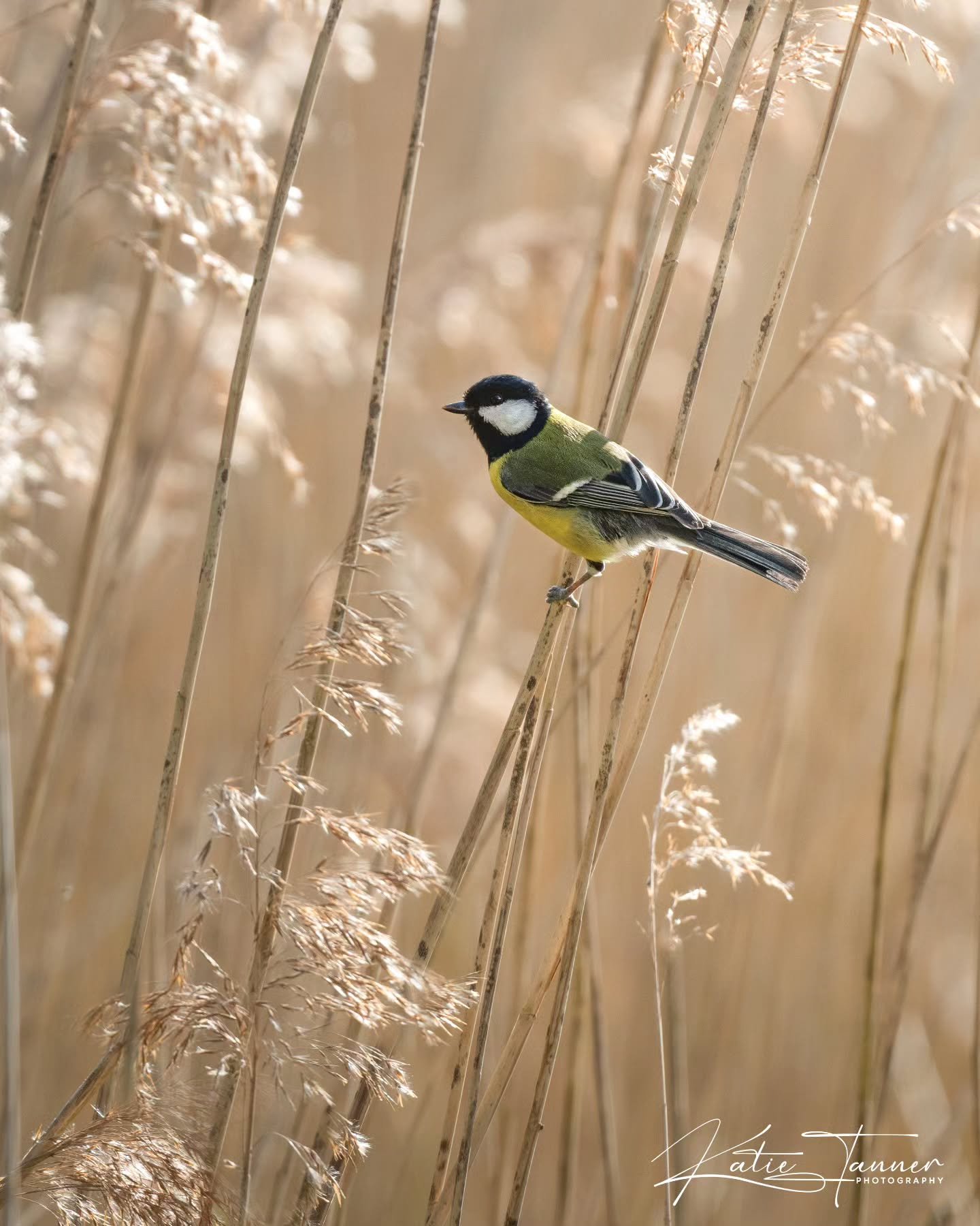 Was waiting patiently at Frensham Little Pond to photograph the noisy but elusive reed warblers... and instead, this lovely great tit popped up amongst the reeds! A surprise visitor while I waited.
#BirdPhotography #Frensham #GreatTit #naturephotogr