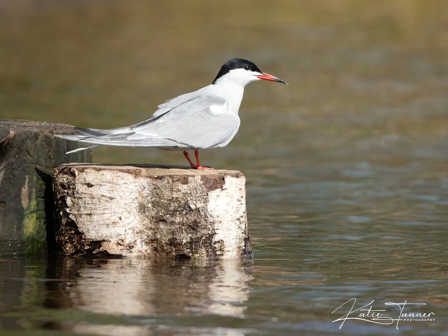 Spotted this elegant common tern taking a break on a log at Frensham Little Pond.
#birdphotography #wildlife #FrenshamLittlePond #tern
#wildlifephotography #naturephotograhpy #surrey #nikon