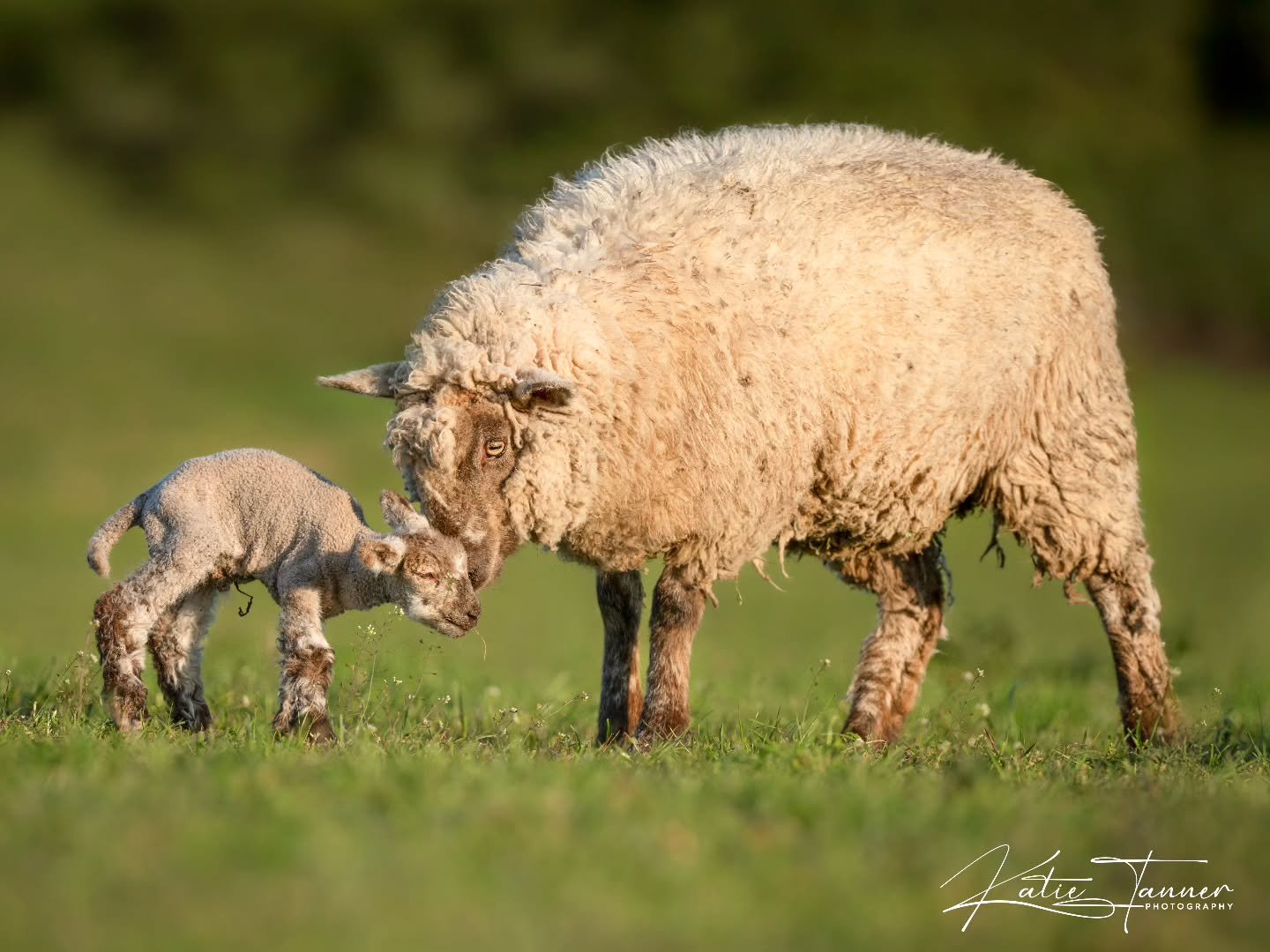 Just two days old, but already wrapped in love. A quiet moment between ewe and her lamb that speaks volumes 💕
#sheep #lamb #spring #love #motherslove #farm #naturephotograhpy #surrey #nikon
@pierrepont_farm @bbcspringwatch @crtwildlife