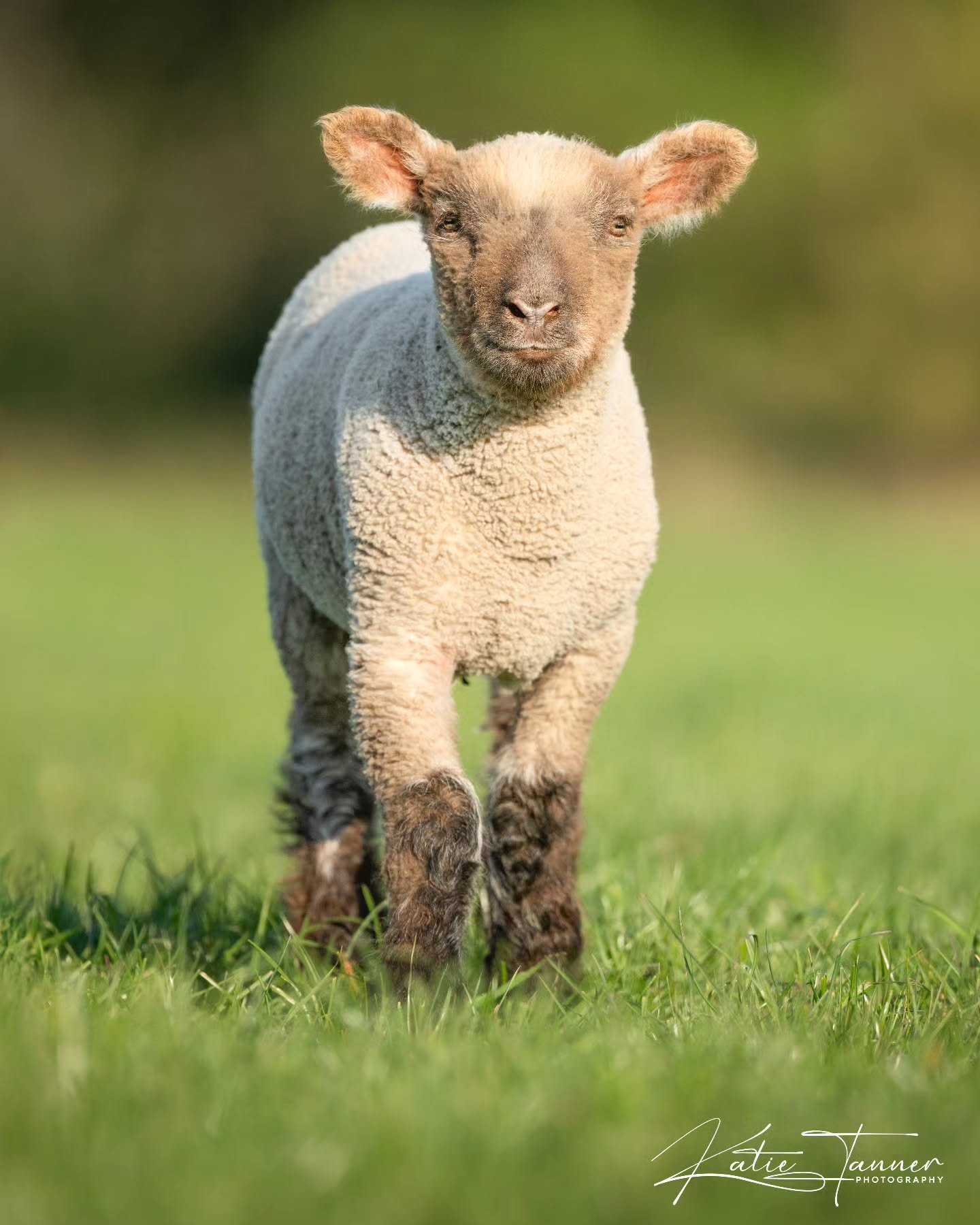 Smiling for the camera like a pro, this little lamb knows how to work it!
#lamb #spring #farm #naturephotograhpy #surrey #nikon
@pierrepont_farm @crtwildlife