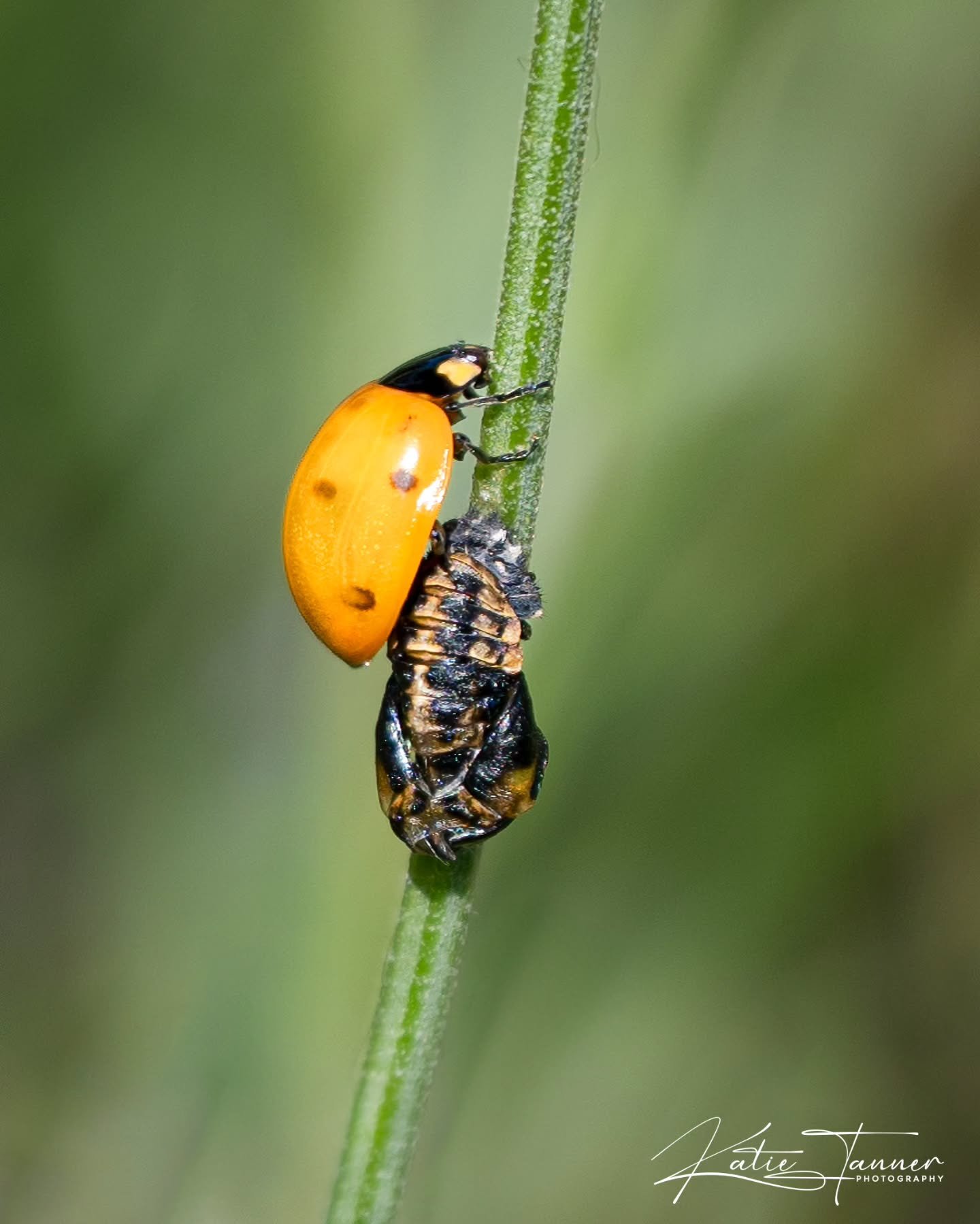 Fresh out the pupa! 🐞
This Seven-spot Ladybird (Coccinella septempunctata) is just emerging into adult life... soft, spotty, and not quite ready to fly.
Nature’s magic, right before our eyes. ✨🌿
#ladybird #ladybug #naturephotography #macroph