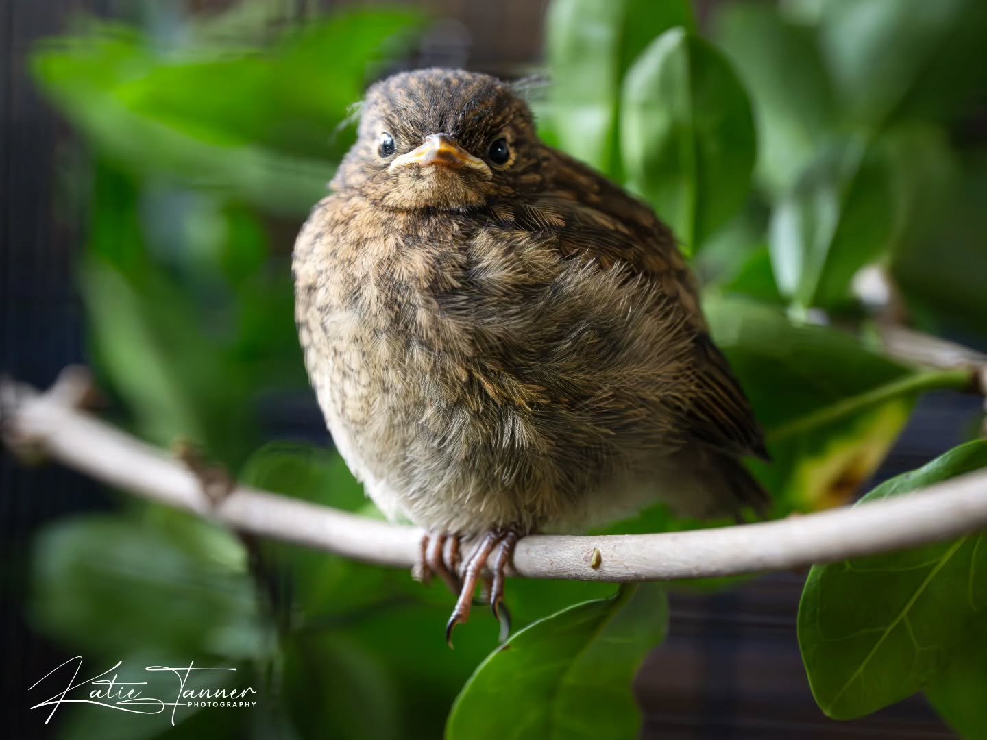 Meet Bobby, my little houseguest with feathers. 🐣❤️
This sweet fledgling robin came into care two weeks ago and is currently being hand-reared by yours truly. He’s growing fast, flapping stronger each day, and already showing that cheeky robin