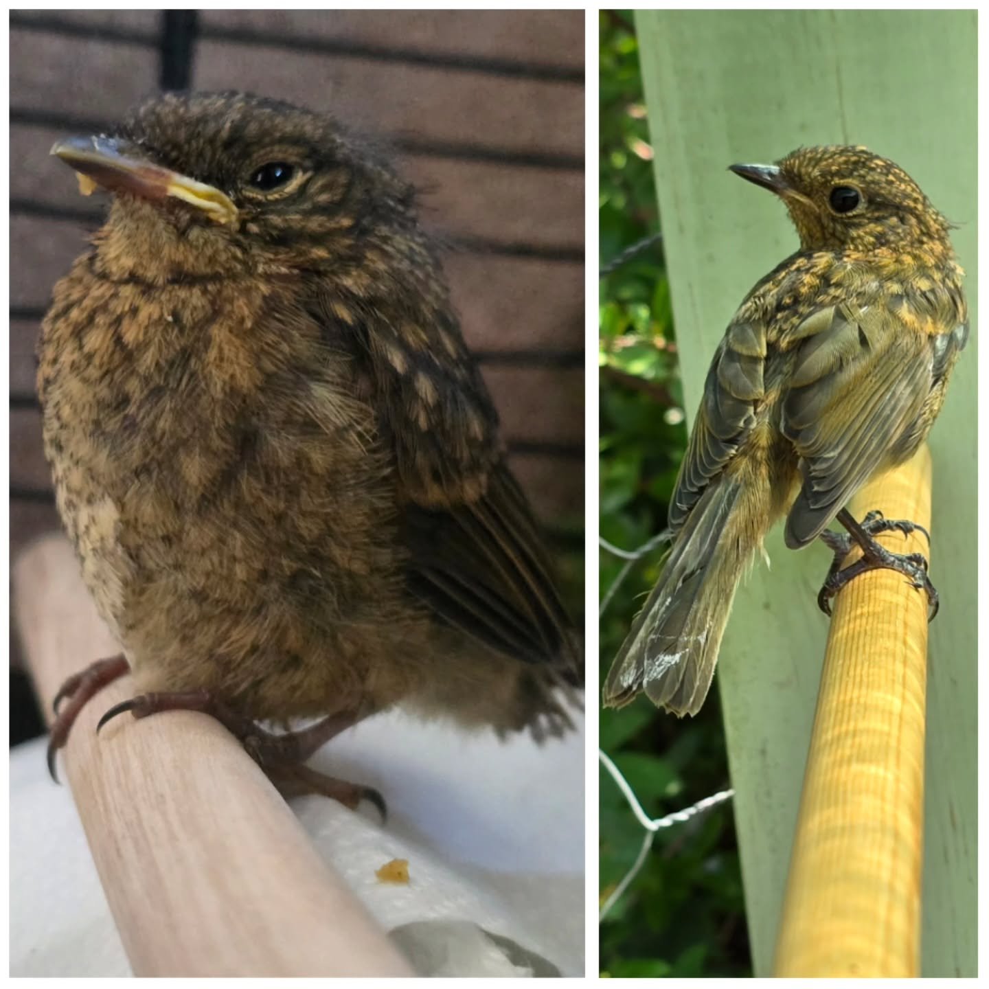 ✨ Bobby the Robin’s Journey ✨
From helpless fluffball to wild and free ❤️
The first photo was taken on the day Bobby came into my care, tiny, scruffy, and just out of the nest, he’d been dropped from the sky by another bird but somehow
