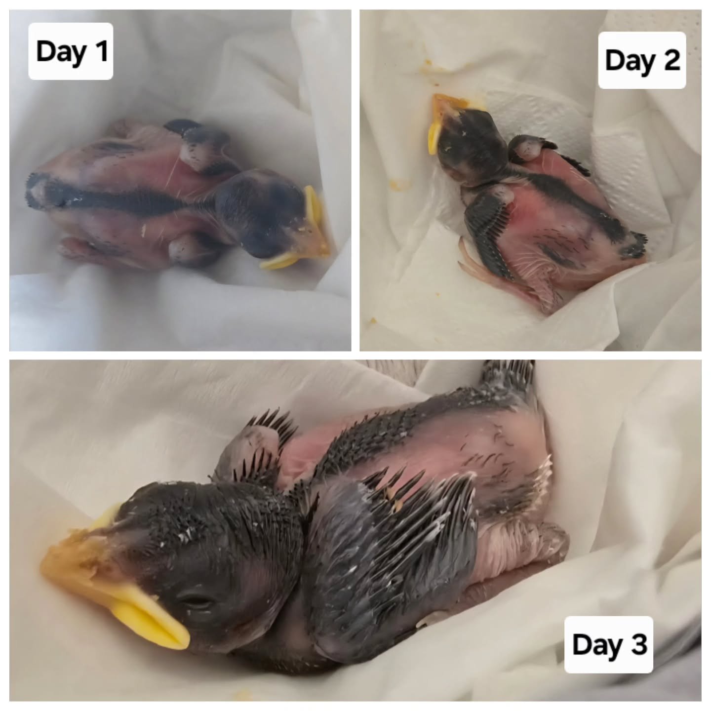 It’s incredible how fast this little one is growing 💛
Day 1, 2, and 3 in my care of this suspected blackbird chick, who was found alone on the ground with no sign of its parents sadly mum was found nearby, deceased.
Now safe and warm, and alr