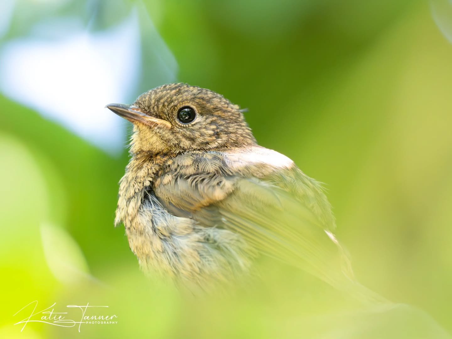 Bobby the Robin is loving his new life in the garden 💚
He spends his days exploring every corner, learning the ropes from the house sparrows, and generally being part of the gang!
Whenever I step outside, he flies straight to me with an excited flut