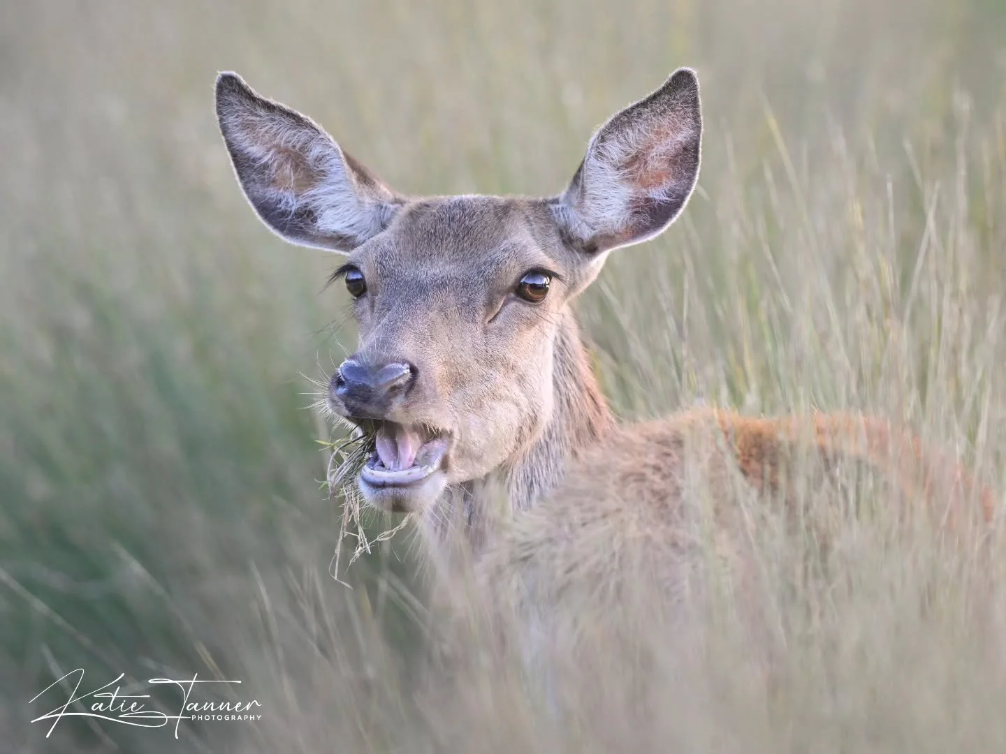 Bushy Park Mornings never disappoint π¦π
This red deer was completely absorbed in her Breakfast until she realised I was watching… first the ‘caught in the act’ look, then the sweet pose pretending nothing happened. Nature always
