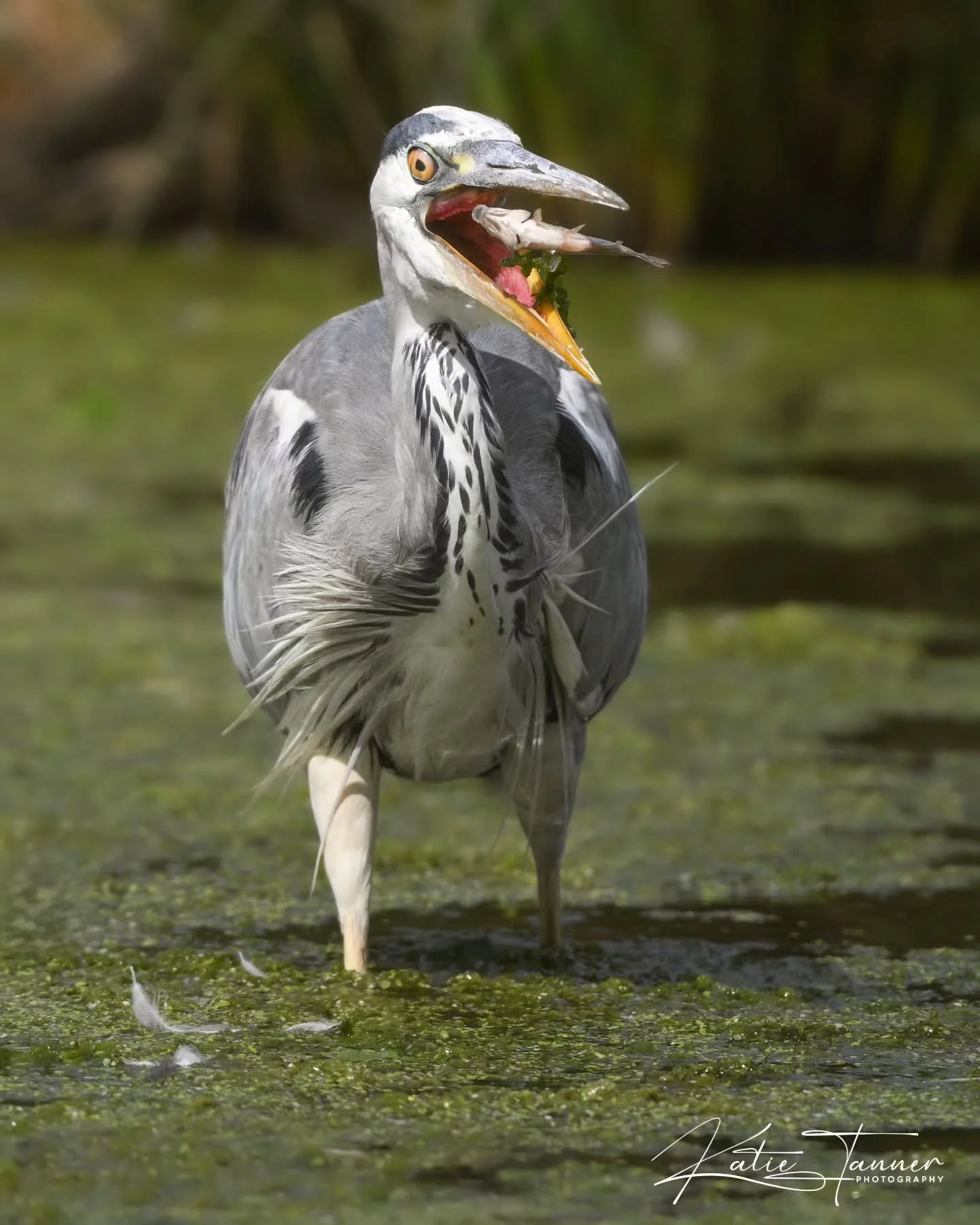 Eyes wide, fish caught… now what? ππ
This heron’s expression is everything, mealtime suspense at its best!
#Heron #WildlifeMoments #NatureCaught #BirdPhotography #BritishWildlife #WildlifePhotography #NatureLovers #naturephotography #