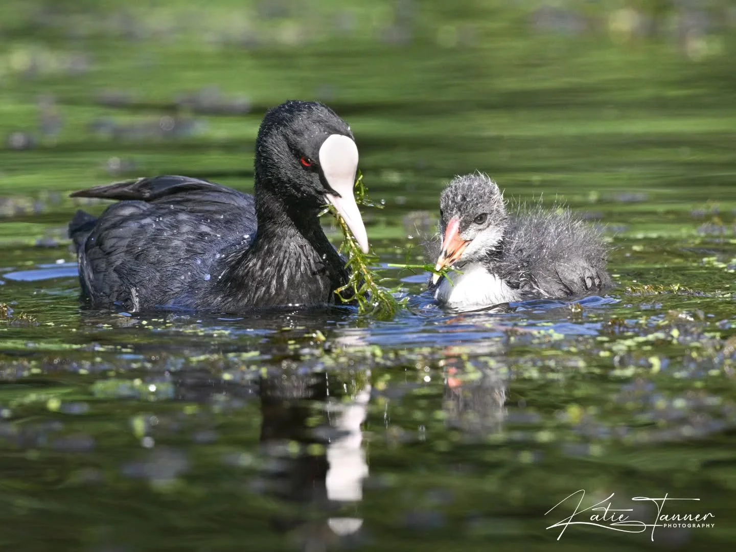 A tender moment on the water π
This coot was busy feeding its hungry chick at Bushy Park – such a sweet reminder of how much care and effort goes into raising the next generation. πͺΆβ¨
#BushyPark #Coot #BirdPhotography #WildlifePhotography #Na