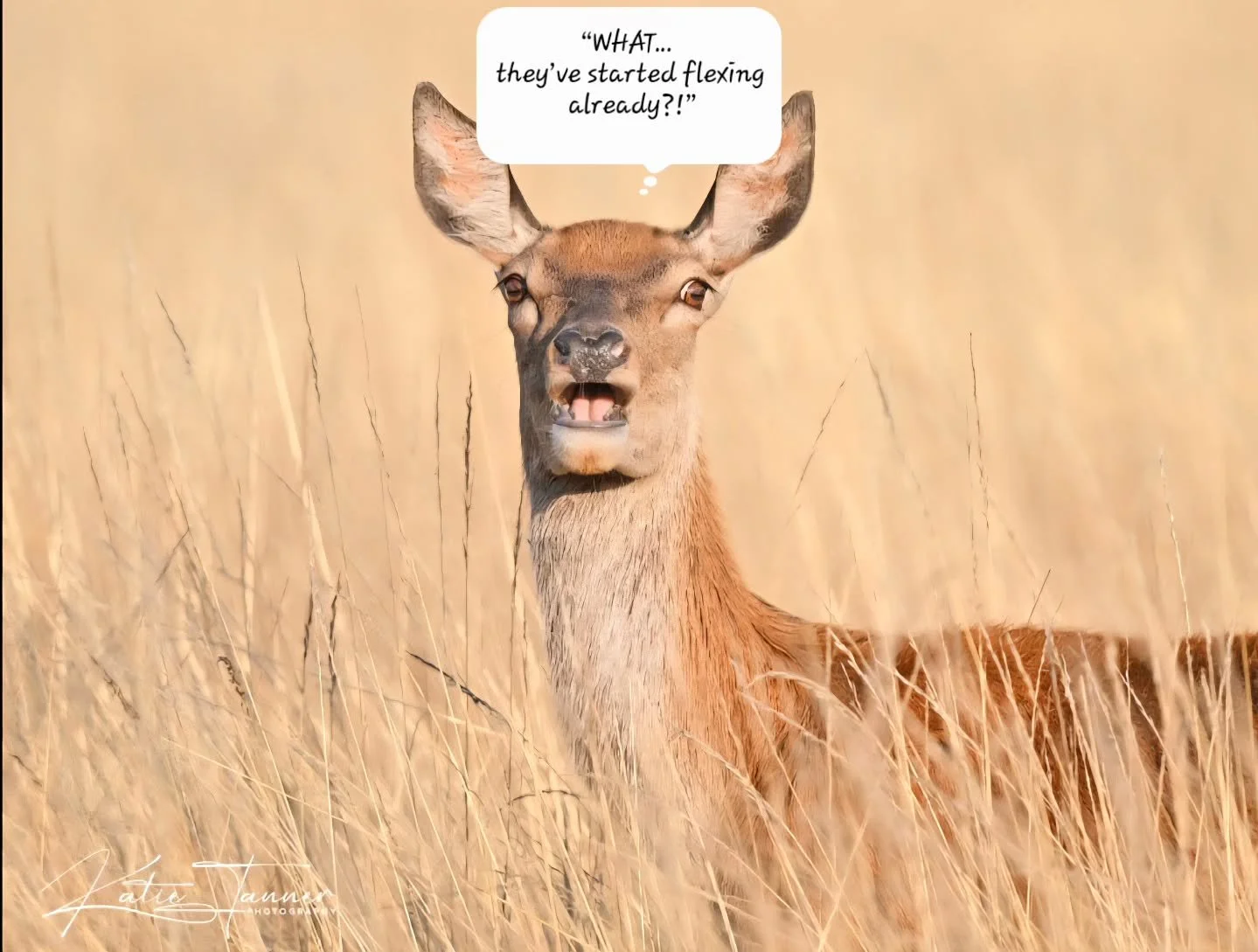 This female red deer clearly wasn’t ready for the boys to start showing off! π¦ π
“WHAT… they’ve started flexing already?!”
#wildlifephotography #naturephotograhpy #bushypark #bushyparkwildlife #royalparks #deer
@bu