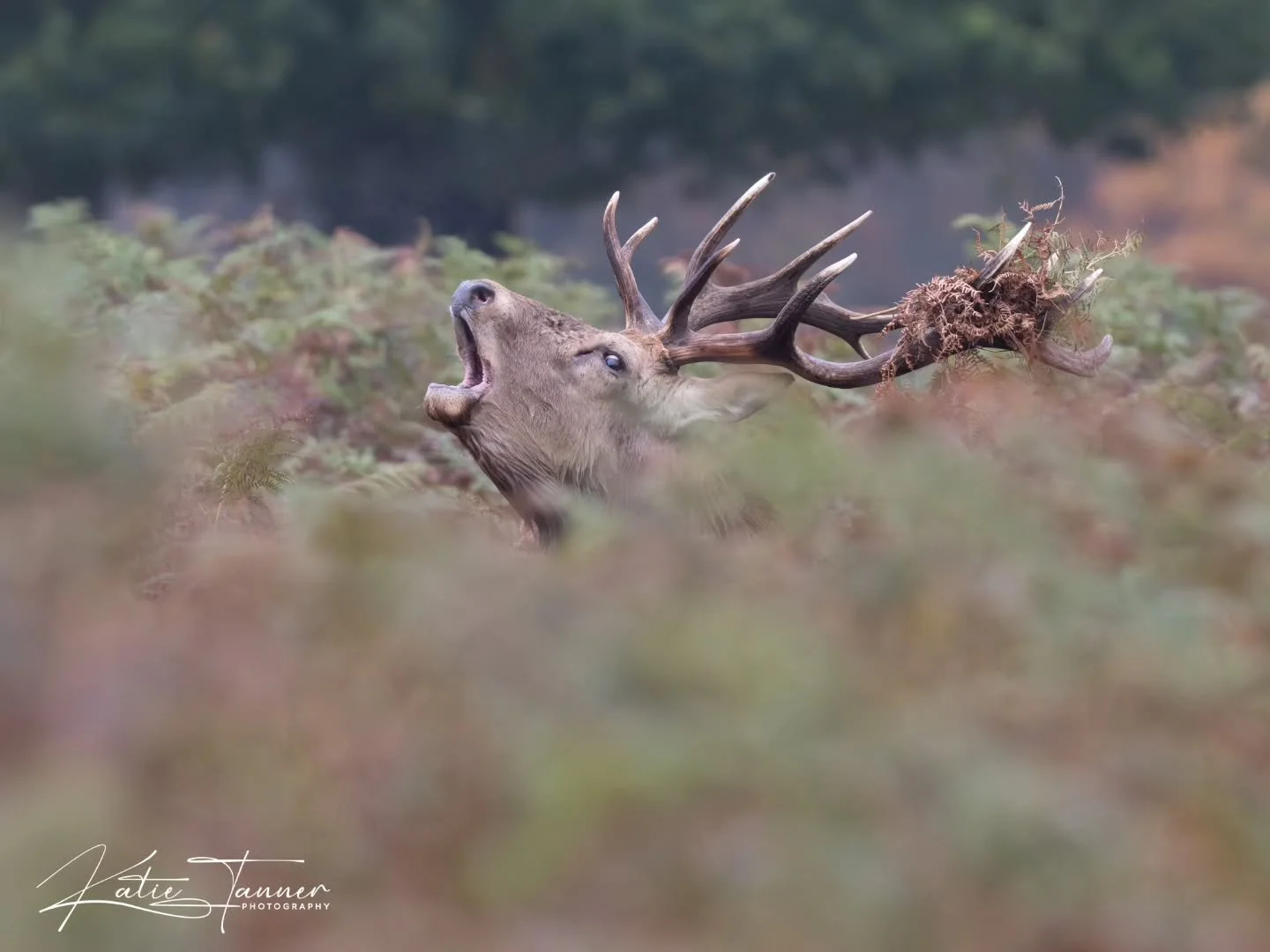 The red deer rut is in full swing 🍂🦌
Powerful stags roaring through the bracken, their calls echoing across the park. Some even wearing crowns of bracken and fern, nature’s own headdress for the season.
#RedDeer #Stag #DeerRut #BushyPark #Au