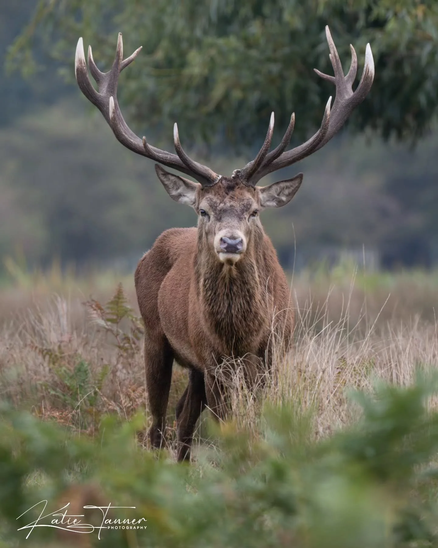 The king of Bushy Park, locking eyes with the camera. A powerful reminder of the strength and presence of these incredible stags during rutting season. 🦌
#redstag #stag #royalparks #bushyparkwildlife #bushypark #london #londonwildlife #wildlifephot