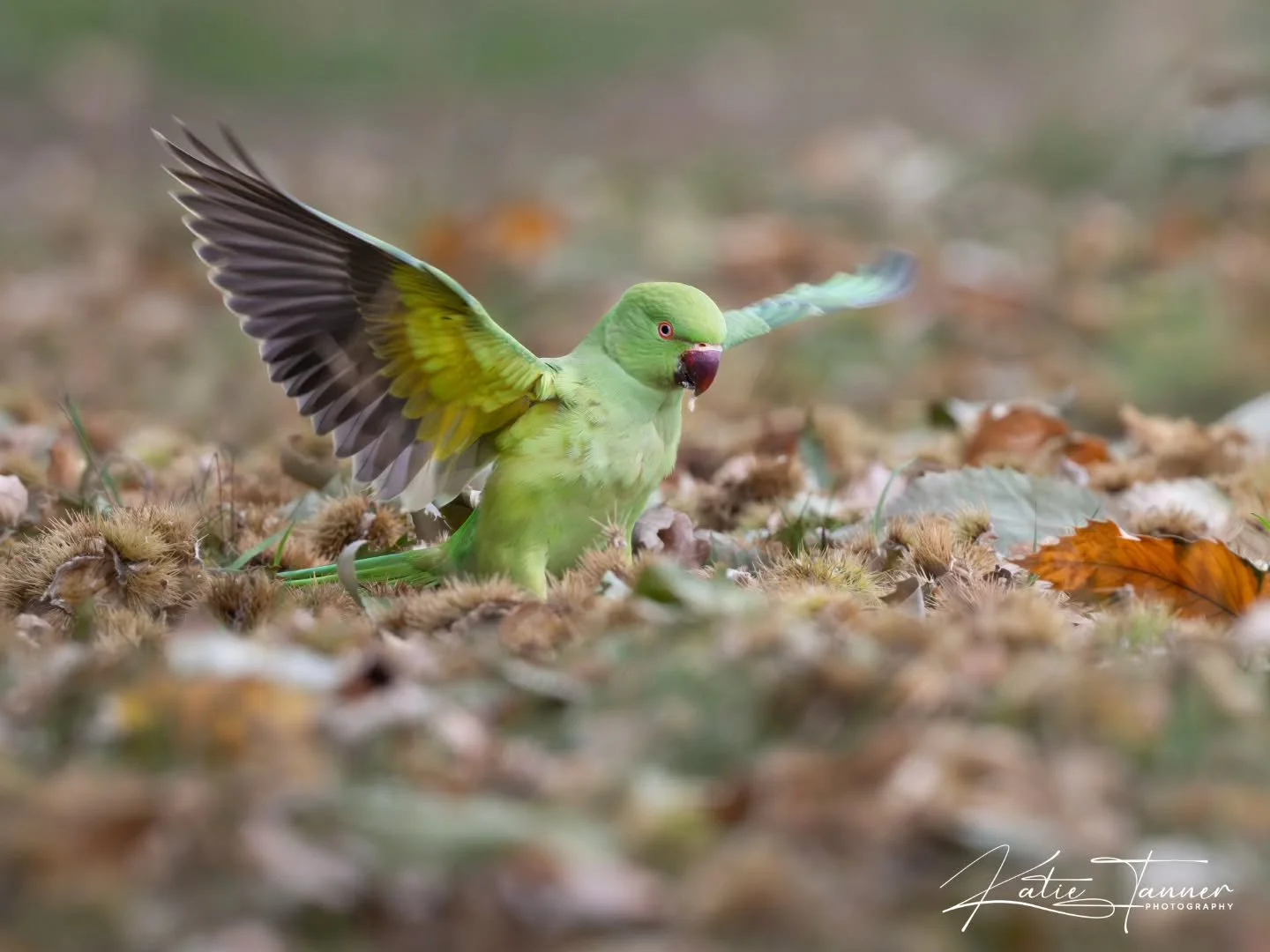 This beautiful ring-necked parakeet was busy foraging among the fallen chestnuts, completely unfazed by me. Their bright green plumage might look out of place, but these birds have made London’s parks their home, and they certainly bring a touc
