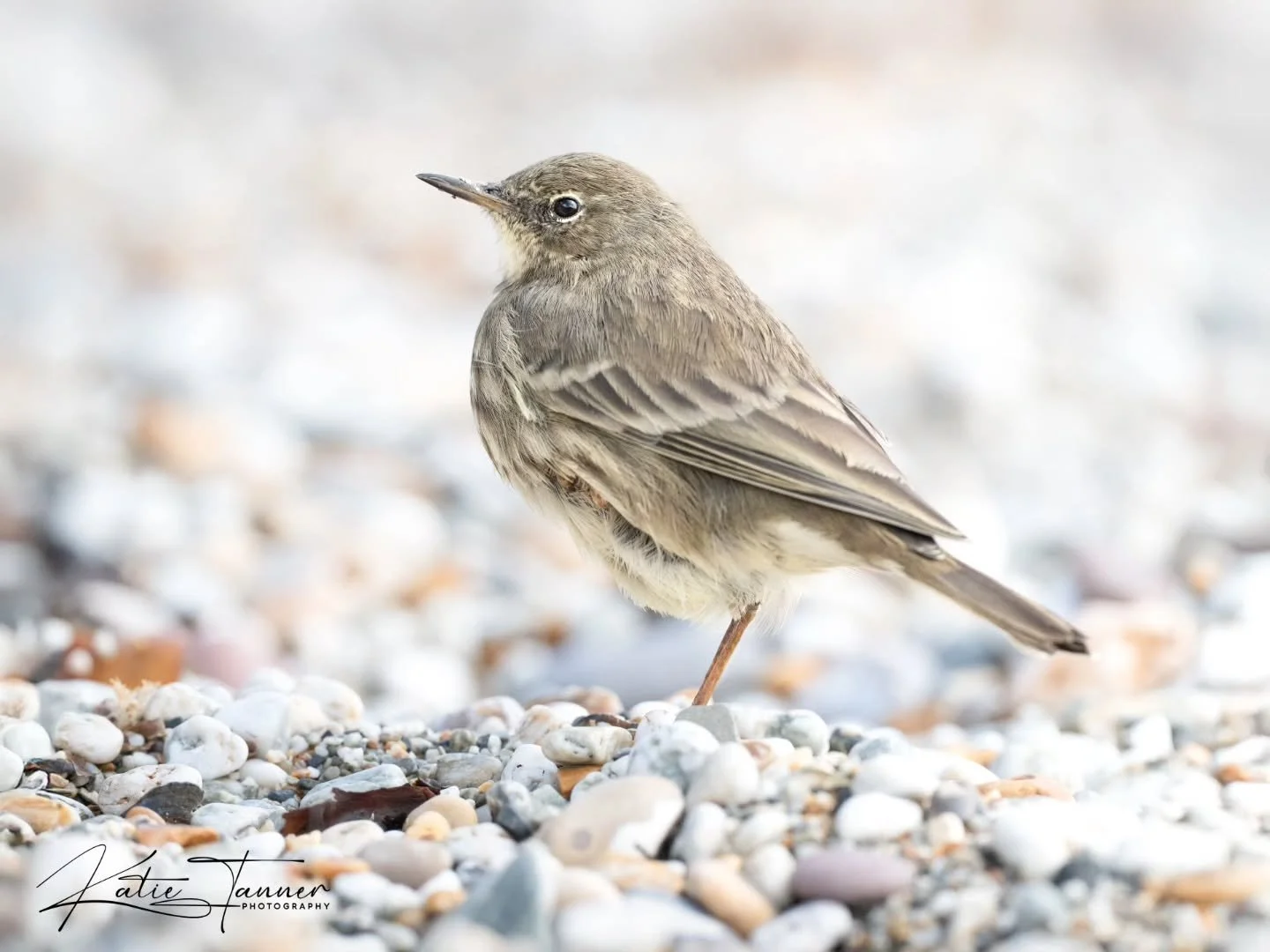 This little Rock Pipit I spotted at Charlestown, Cornwall, has quite an unusual foot. It looks swollen and misshapen, possibly from an old injury or an infection like avian pox or bumblefoot.

Despite it, the bird seemed to be coping really well, hop
