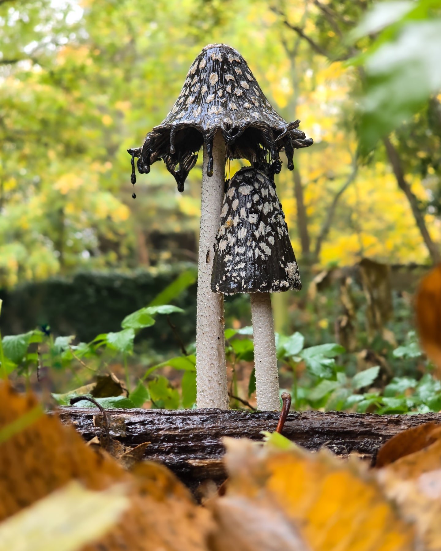 Taken with phone 📱

A little moment of woodland magic 
This ink cap looks like it&rsquo;s keeping its smaller one dry from the rain, nature&rsquo;s own umbrella! 🍄☔
I love how fungi can have such character if you take the time to look closely.

#In