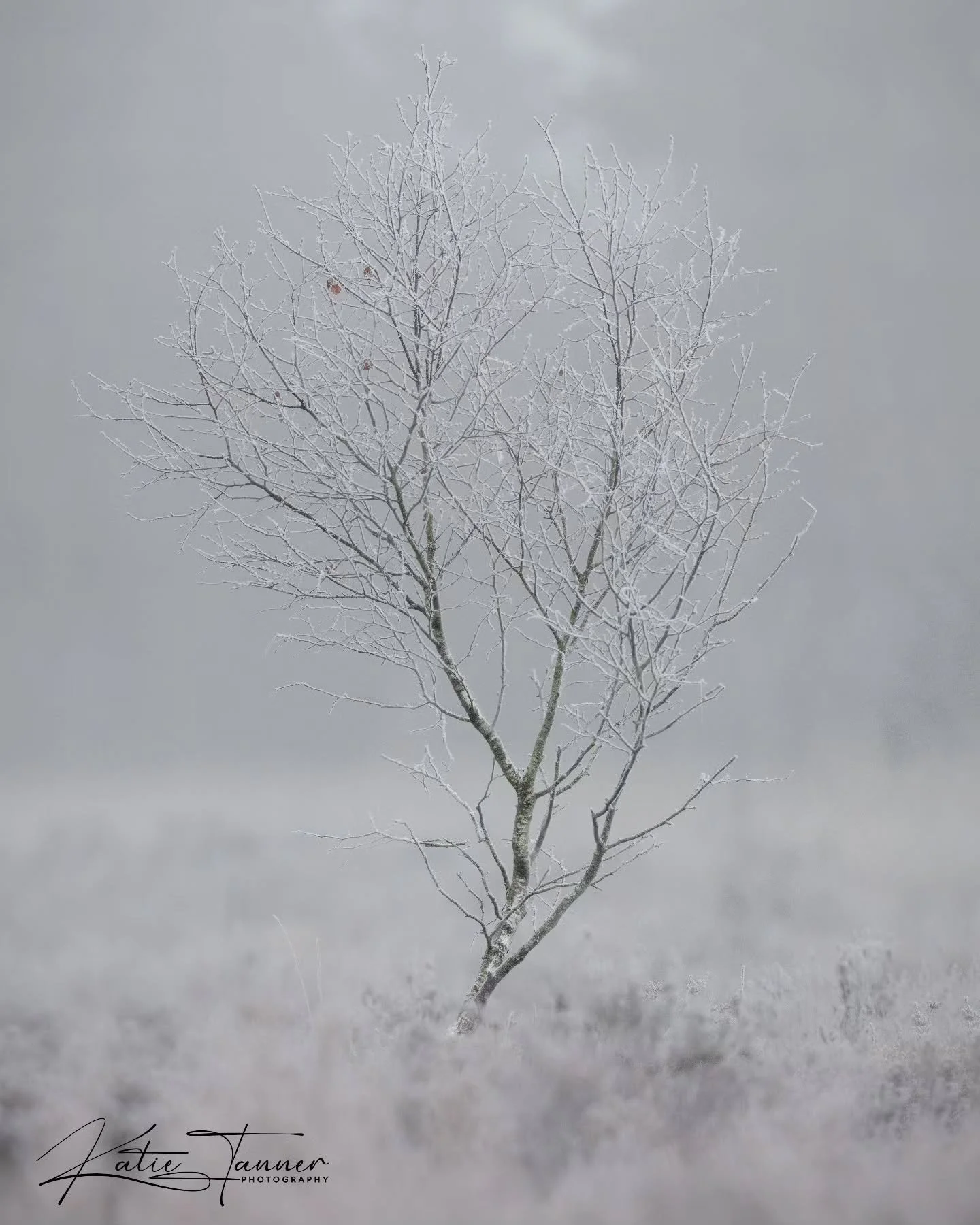 One of those mornings where the landscape steals the show.
Freezing fog, frosted branches, and not a single animal stirring. ❄️🌫️

#NaturePhotography #winter #winterlandscape #mist #cold #silemt #winterwonderland❄️
