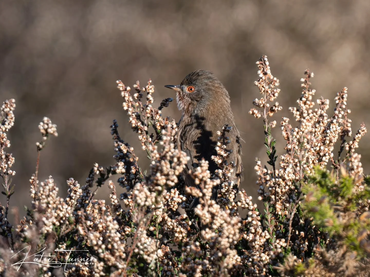 POST IN 2 POSTS DUE TO INSTAGRAM CROPPING PHOTOS!

A gentle wander around Frensham Little Pond and the common, with winter sunlight bringing everything quietly to life.
A heron standing still, soaking up the warmth. A robin keeping a close eye on caf