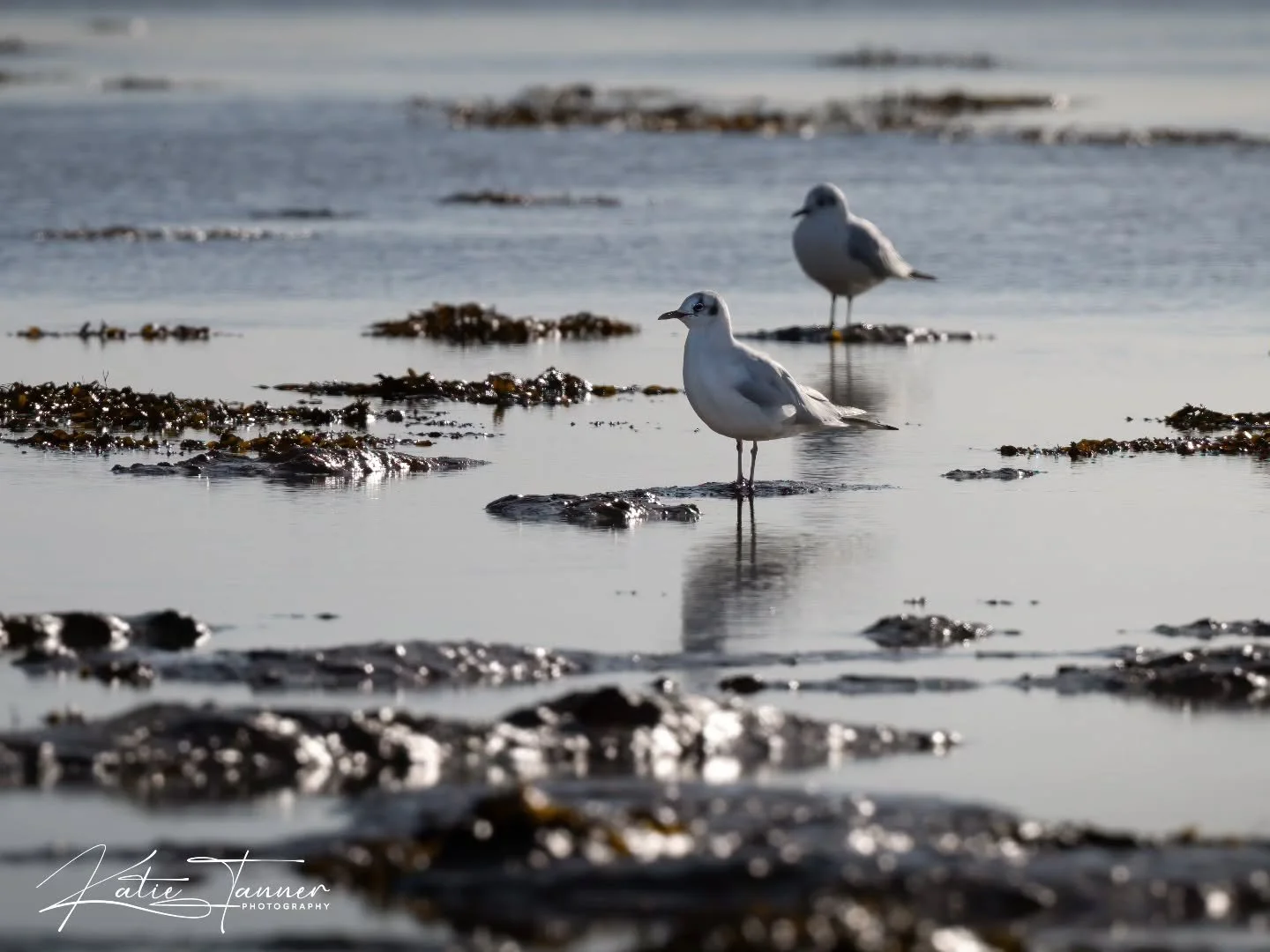 Soft winter light and quiet moments at Farlington Marshes

Two gulls standing perfectly still as the tide slips around the seaweed-covered rocks, calm, minimal, and wonderfully peaceful. One of those scenes that makes you slow down and just breathe.
