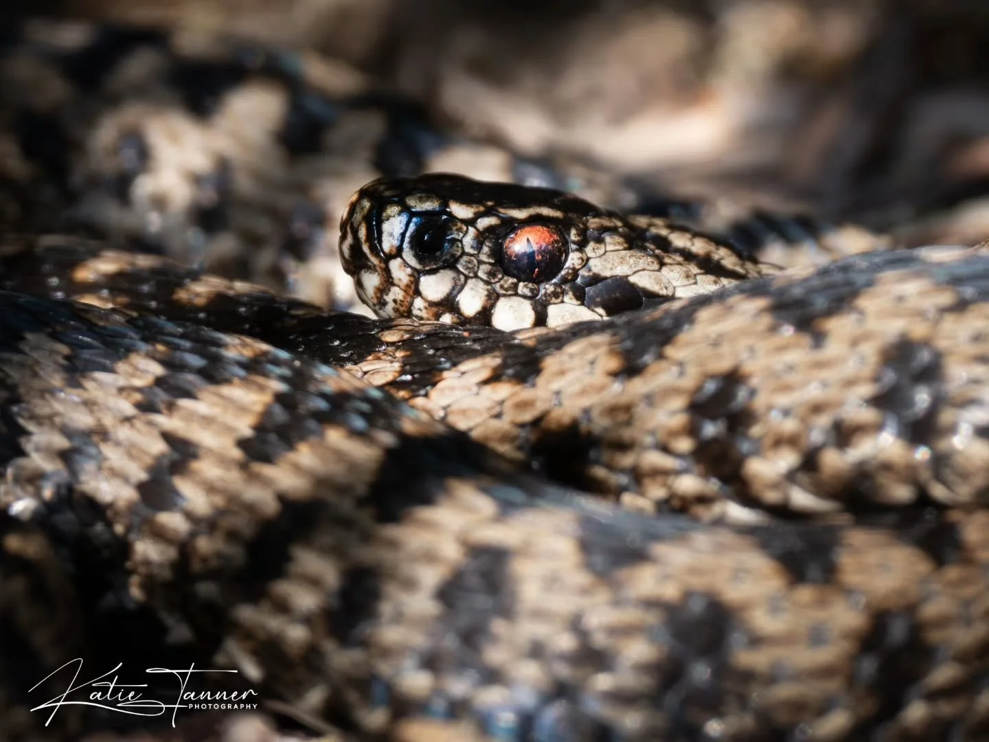 A beautiful sunny relaxing afternoon walk at Thursley National Nature Reserve with my husband @droneandbelow today. Blue skies, the scent of coconut drifting from the bright yellow gorse, and the heath slowly waking up for spring.
Woodlarks singing, 