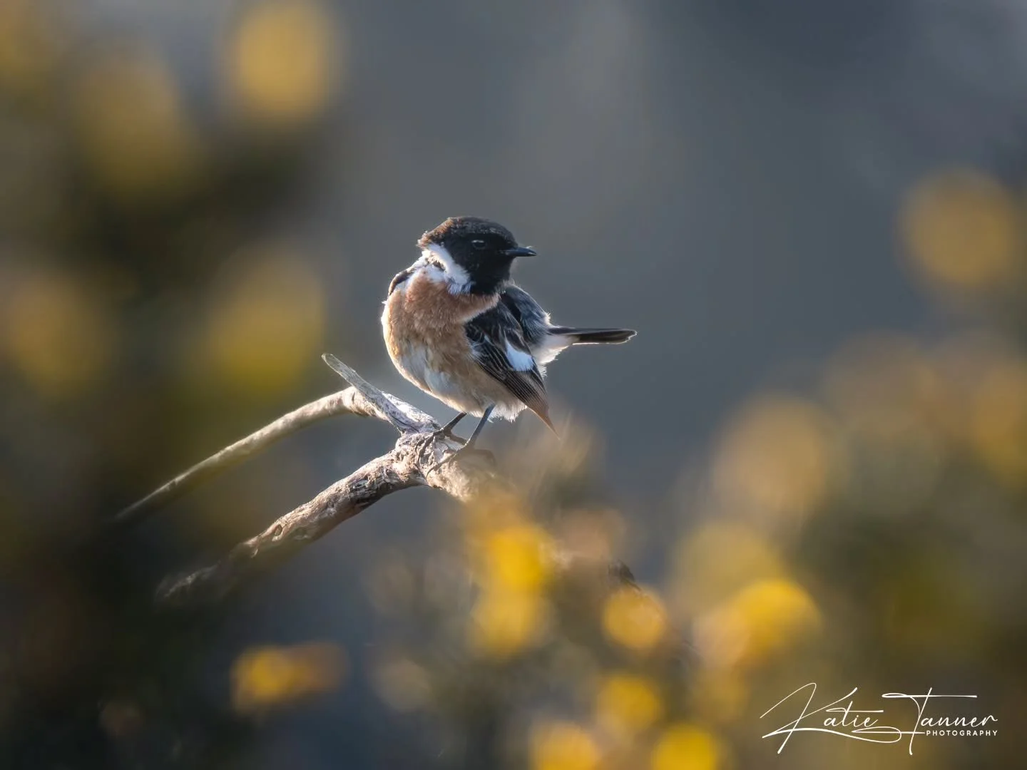 You can&rsquo;t go to Thursley National Nature Reserve and not end up with another photo of a stonechat&hellip; 😂📷

#stonechat #spring #thursleycommon