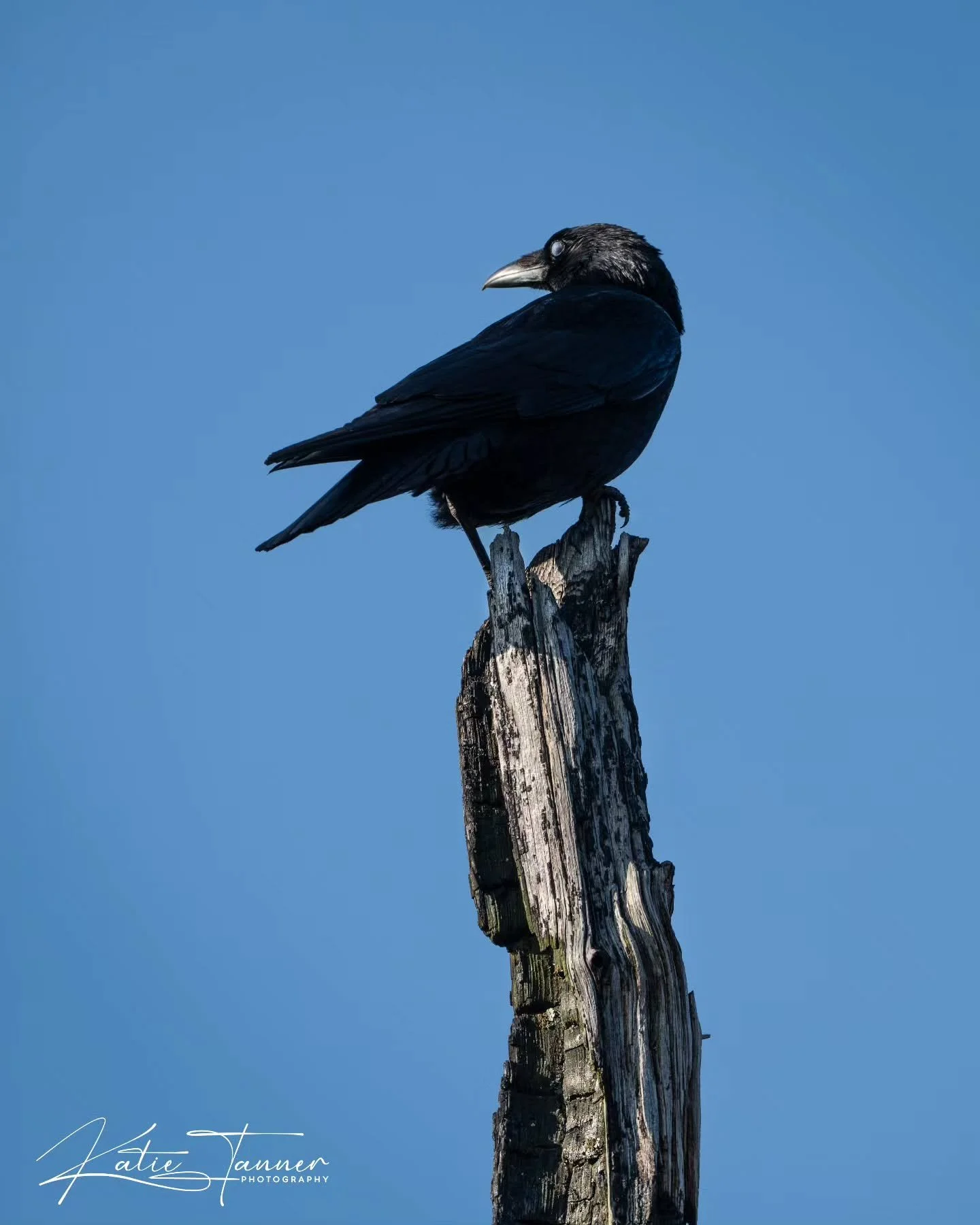 The landscape at Thursley Common still carries the scars of the fire, but it also has a stark beauty of its own.
This crow perched on one of the burnt trees, keeping watch over the heath, a quiet reminder that wildlife quickly finds a way to return, 
