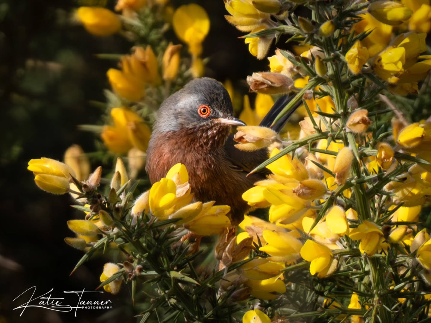 Peeking out from the gorse like it knows it&rsquo;s being watched. 🌼🐦

This little Dartford Warbler looked almost shy as it sat tucked amongst the bright yellow flowers, giving me that sweet sideways glance before darting deeper into the prickly co