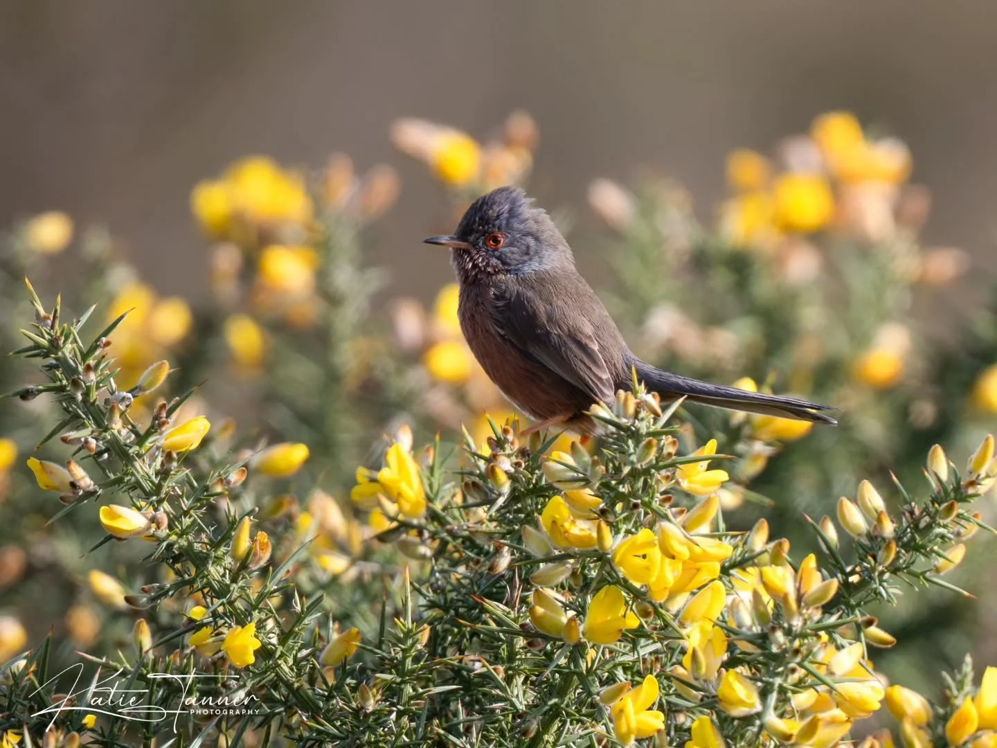 The moment a curious little Dartford warbler realises it&rsquo;s being watched&hellip;
Photo one: minding its own business.
Photo two: &ldquo;Excuse me&hellip; are you looking at me?&rdquo; 👀🐦

#birdphotography #dartfordwarbler #surrey
