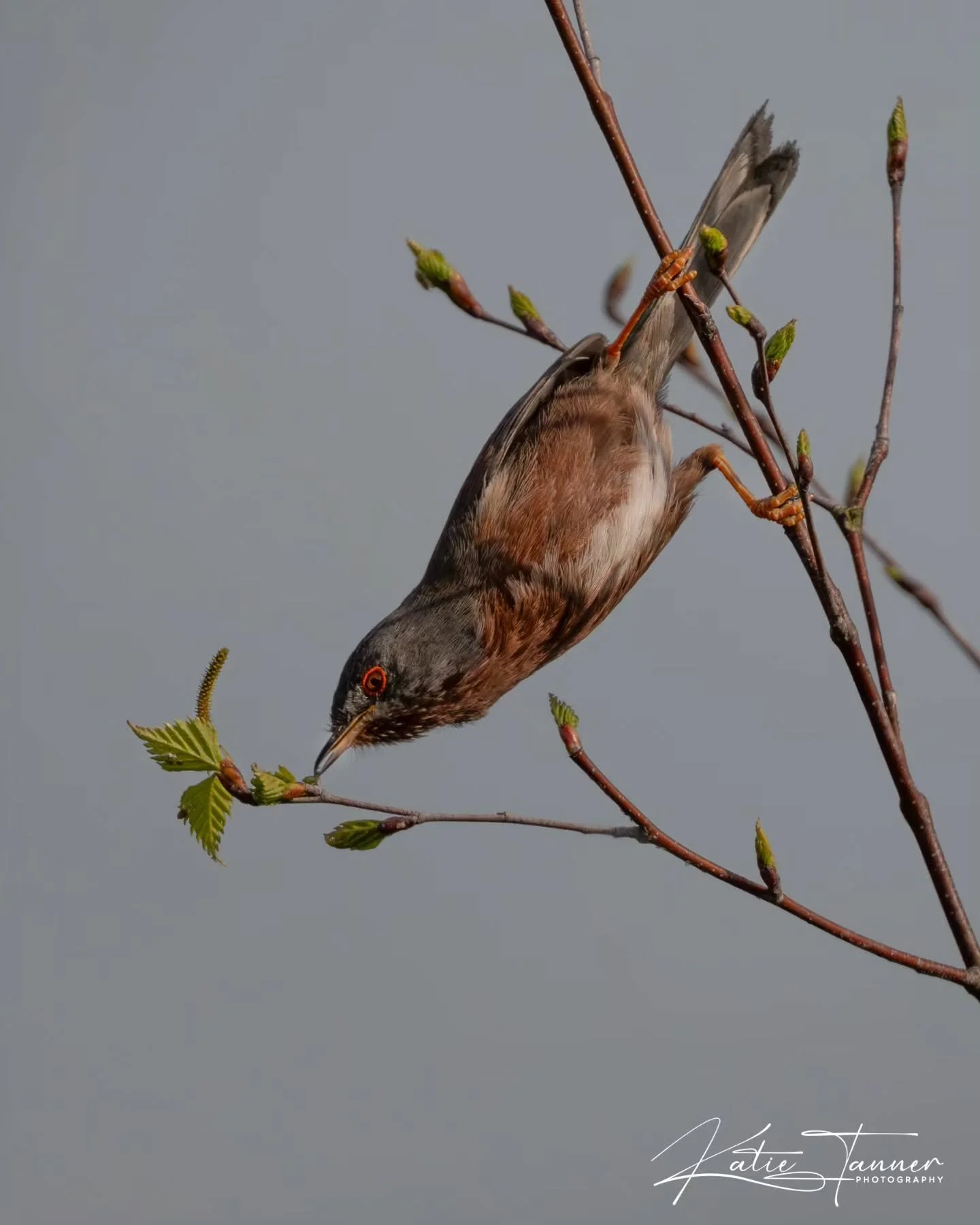This little Dartford Warbler showing off its acrobatics, hanging upside down to pick insects from behind the fresh buds. 🐦🌿
Small bird, big determination.

#DartfordWarbler #BritishWildlife #BirdPhotography #UKWildlife