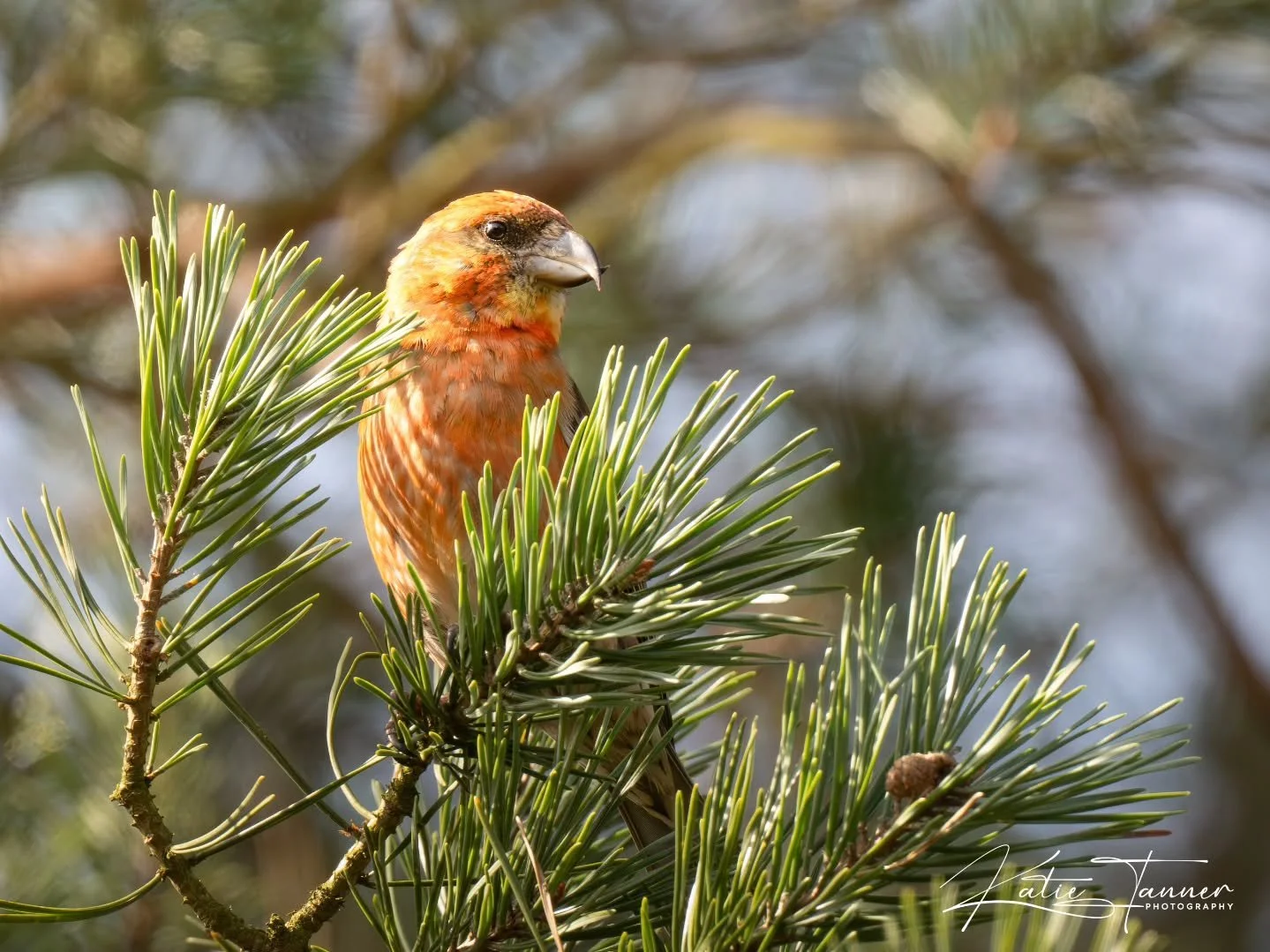 A special moment at Thursley Common today, a pair of beautiful Red Crossbill feeding quietly in the pines.

These lovely finches are perfectly adapted for life in the conifers, using their unique crossed bills to prise open pine cones and reach the s