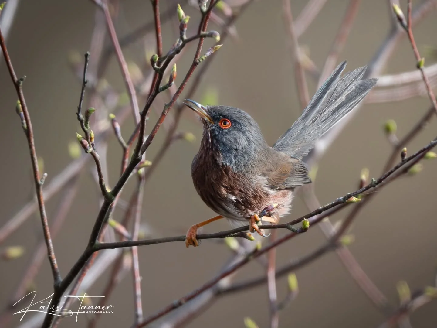Can't get enough of the beautiful Dartford warbler 😍

#wildlifephotography #naturephotograhpy #birdphotography

@rspb @rspbengland @surreywildlifetrust @visitsurrey @nikoneurope @bbcspringwatch