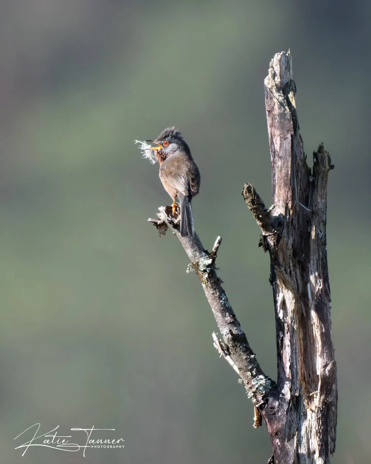 Multitasking level: expert. 
This little Dartford Warbler was singing its heart out while carrying nesting material&hellip; apparently there&rsquo;s no time to stop the music just because you&rsquo;re building a house. Gotta advertise and decorate at