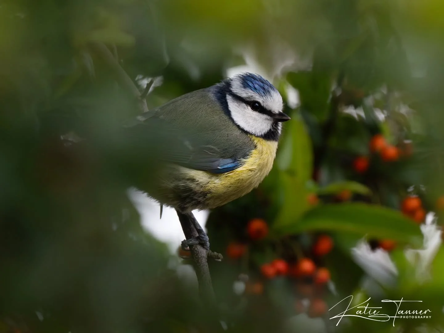 A little flash of colour in the garden 💙💛
This tiny Blue Tit paused just long enough for a photo, tucked amongst the leaves and berries.
One of my favourite garden visitors, small, busy, and full of character.

#birdphotography #GardenBirds

@rspb 