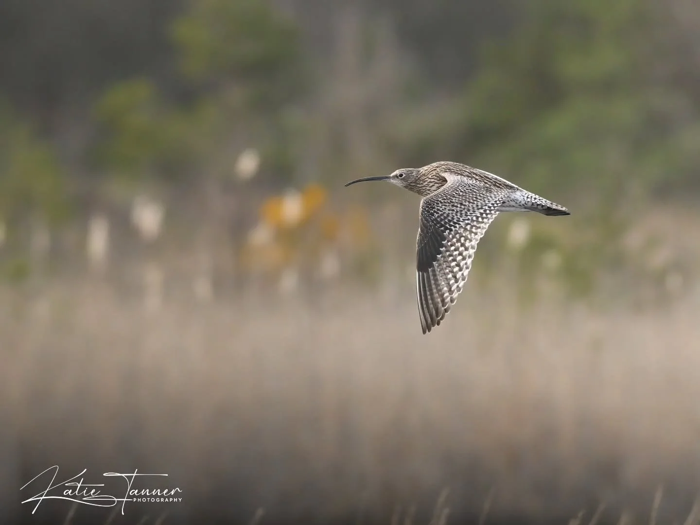 One of the beautiful returning curlews at Thursley 😍

#curlew #thursleycommon #wildlifephotography

@bbcspringwatch @rspb @rspbengland @surreywildlifetrust @naturalengland