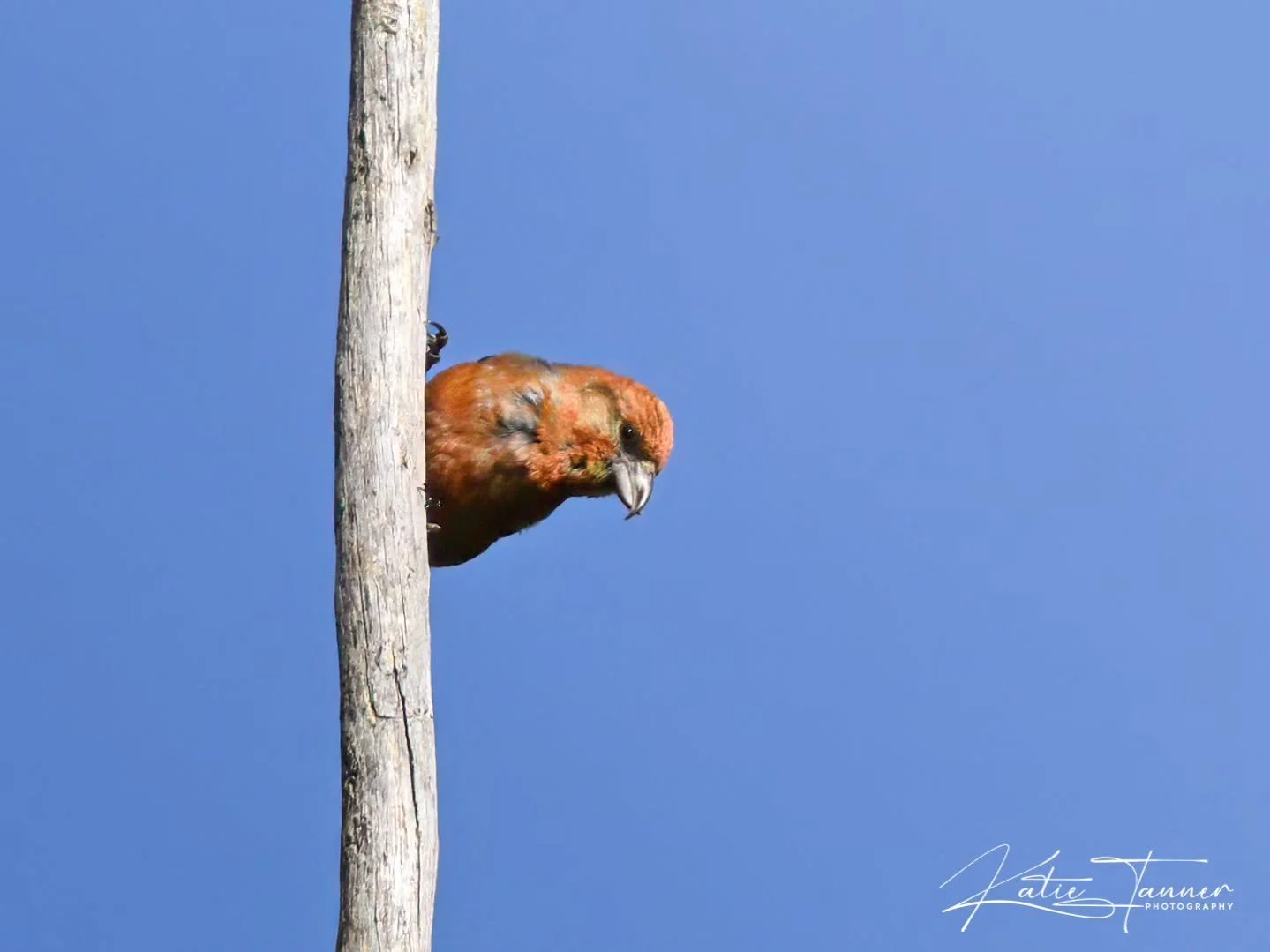 Just a quick game of Peek-a-boo from this cheeky male crossbill

#WildlifePhotography #BirdPhotography #Crossbill

@bbcspringwatch @rspb @naturalengland