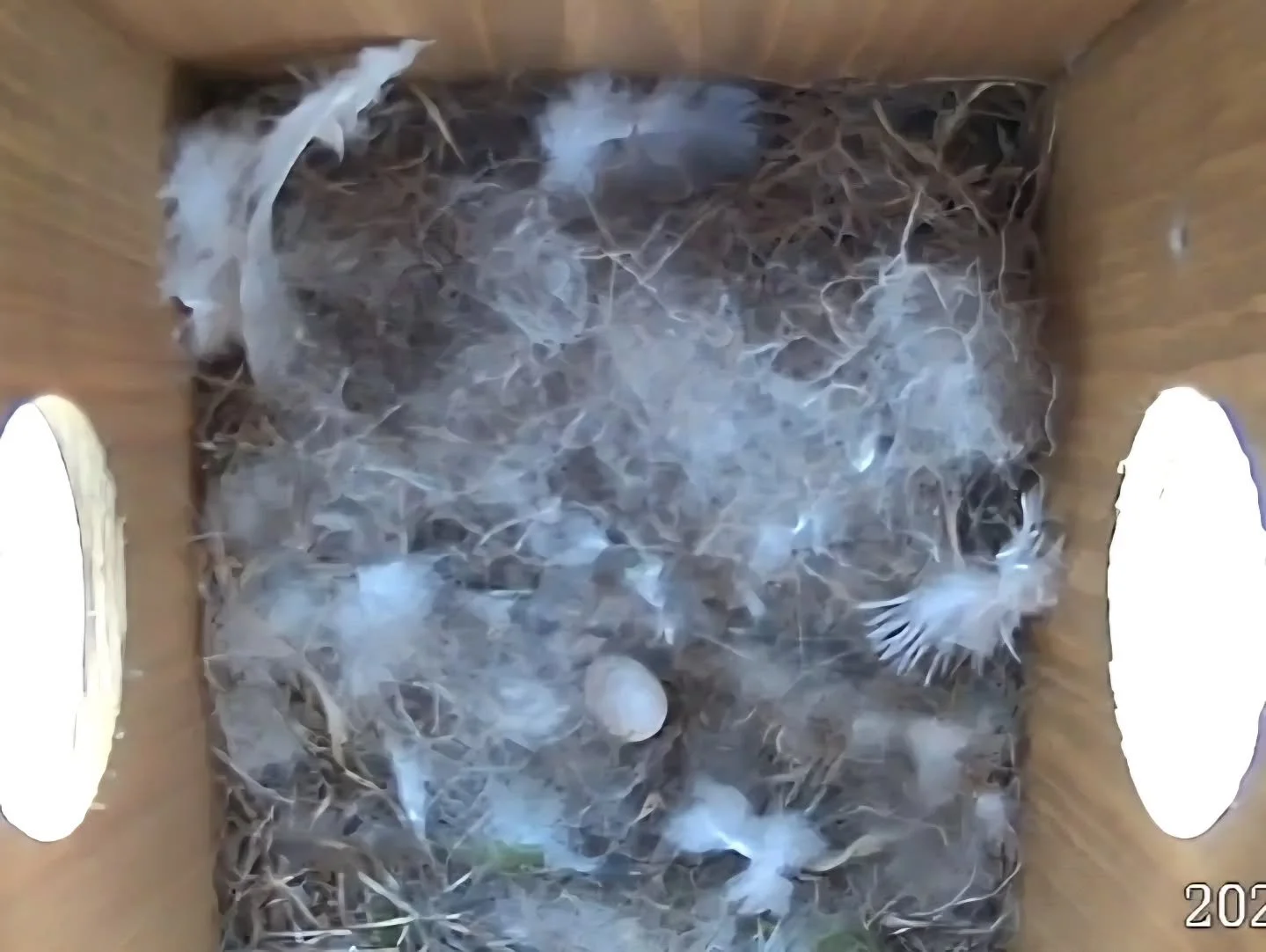 🐣🌿 Happy Easter!
A lovely little Easter surprise in the garden today, our resident Blue Tit has laid her first egg in the nest box this Easter Monday!

Spring really is in full swing when the garden starts filling with tiny new beginnings.

#BlueTi