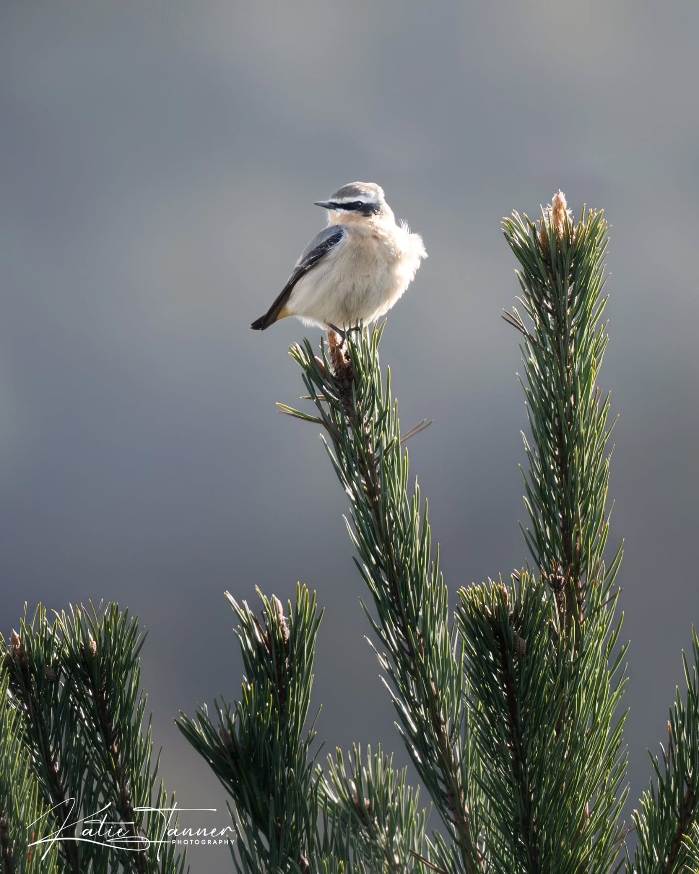 Yesterday at Thursley Common I had a lovely surprise spotting several Northern Wheatear.
There were five flying around their usual spot, constantly flitting about and perching up, plus another one further along the boardwalks.

#Wheatears #naturephot