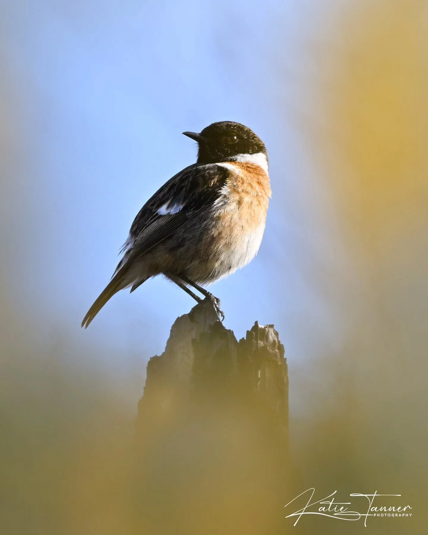 A curious male Stonechat keeping an eye on me from his lookout post, framed by the golden gorse at Thursley Common.

#stonechat #birdphotography

@bbcspringwatch @rspb @naturalengland