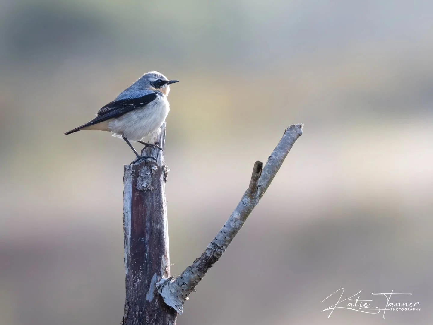 Yesterday at Thursley Common we had a lovely surprise spotting several Wheatears. 
There were five flying around their usual spot, constantly flitting about and perching up, plus another one further along the boardwalks. Always such a treat to see th