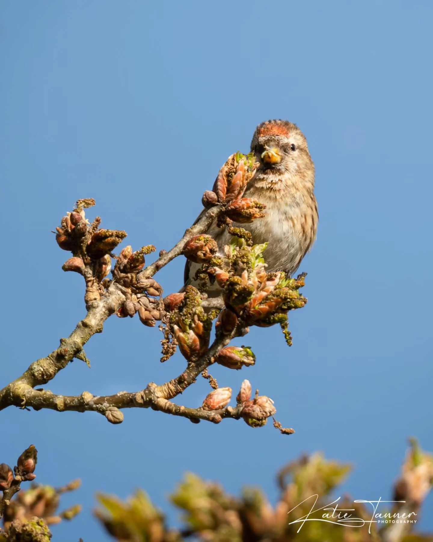 Redpoll at Thursley common

#wildlifephotography #naturephotograhpy #birdphotography

@rspb @naturalengland @bbcspringwatch
