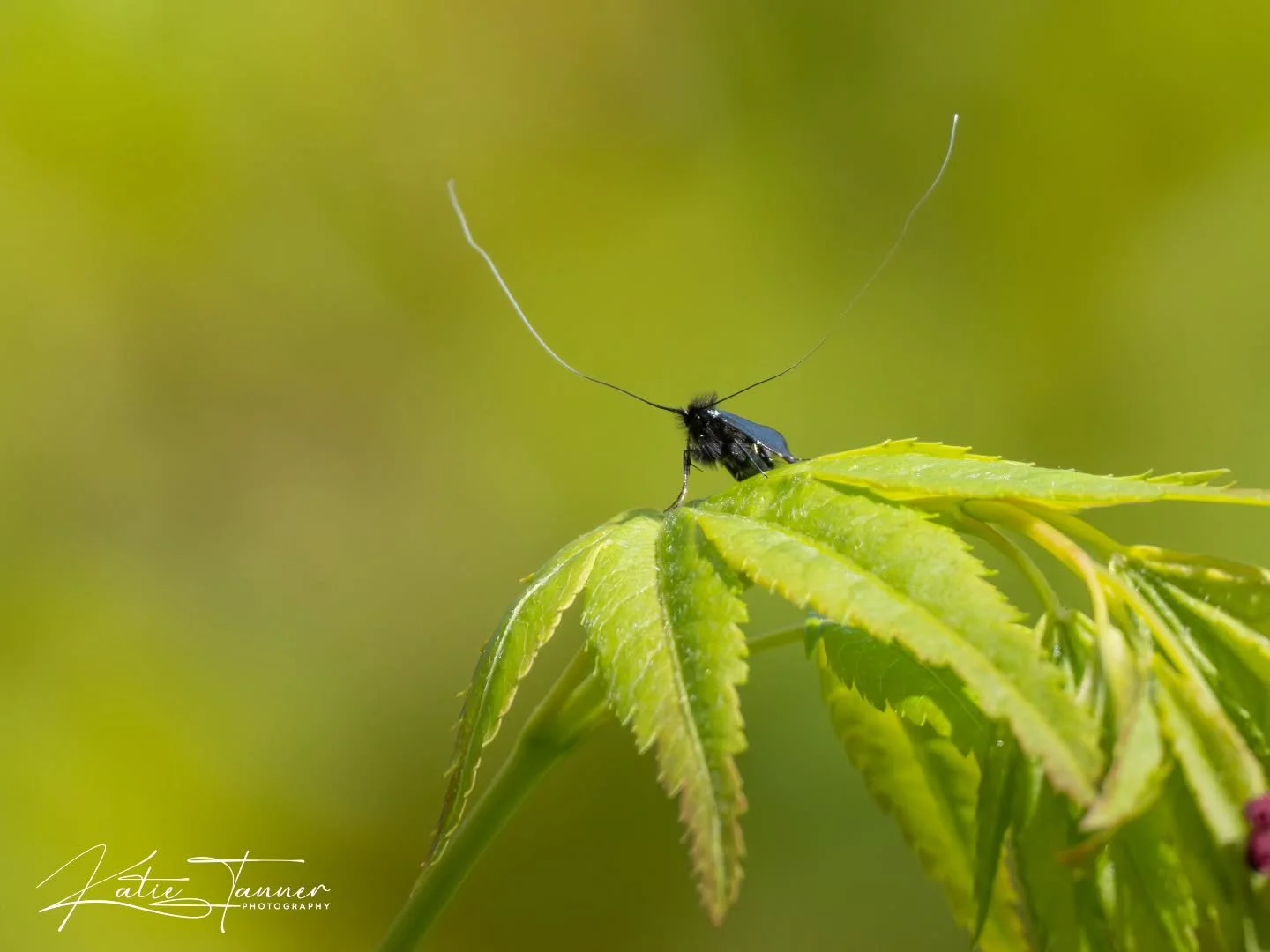 The tiny Green Long-horn Moth 
The male&rsquo;s antennae can grow up to three times the length of its body
Saw these tiny black fluffy bodied moths in my garden. Their wings change from green to bronze to violet in the sun and their very long antenna