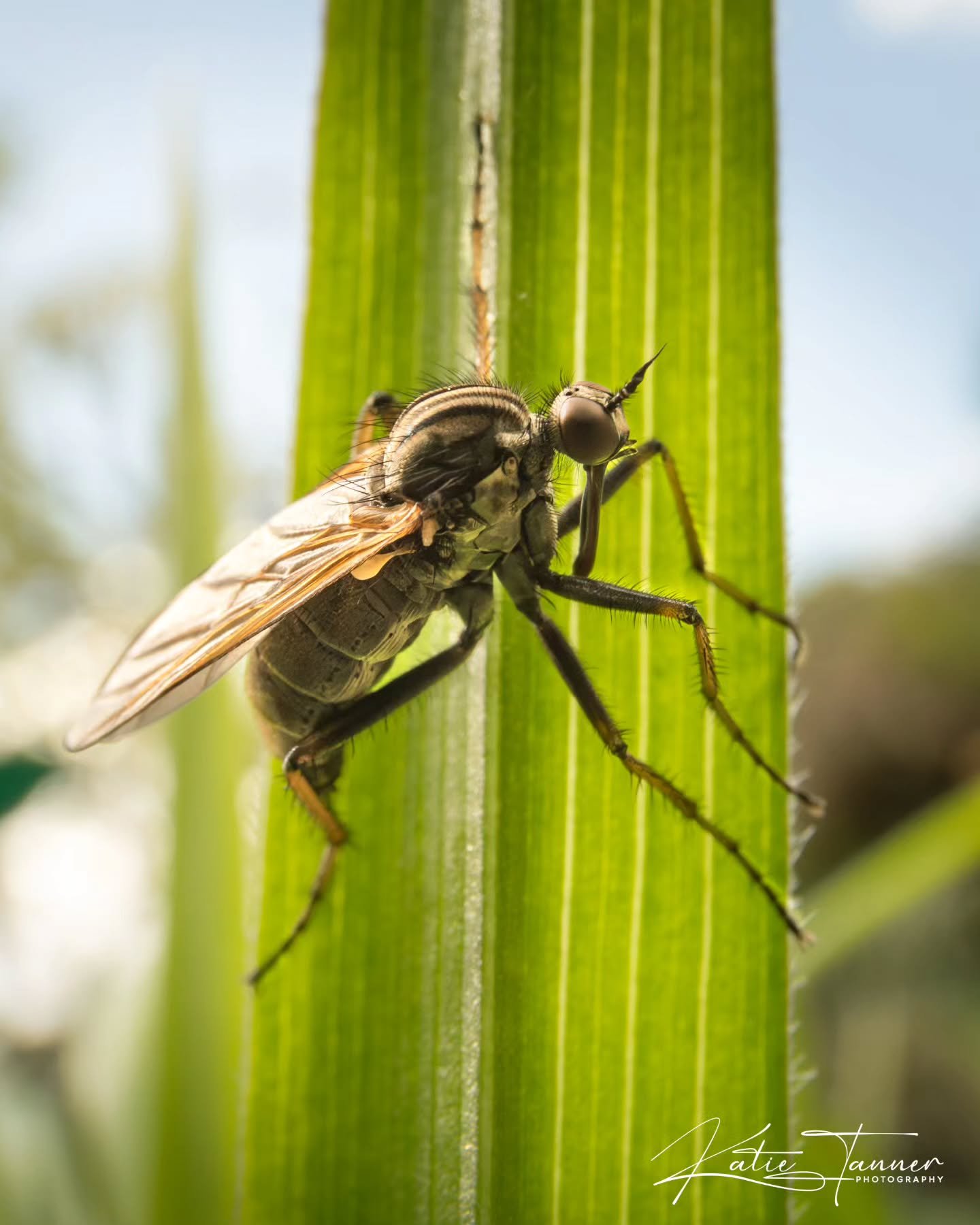Macro moment in the sunshine ☀️
This fierce ooking insect was perched perfectly on a blade of grass in my garden, soaking up the morning light. I&rsquo;m fairly sure it&rsquo;s a robber fly, a fast, aerial hunter that catches other insects mid-flight