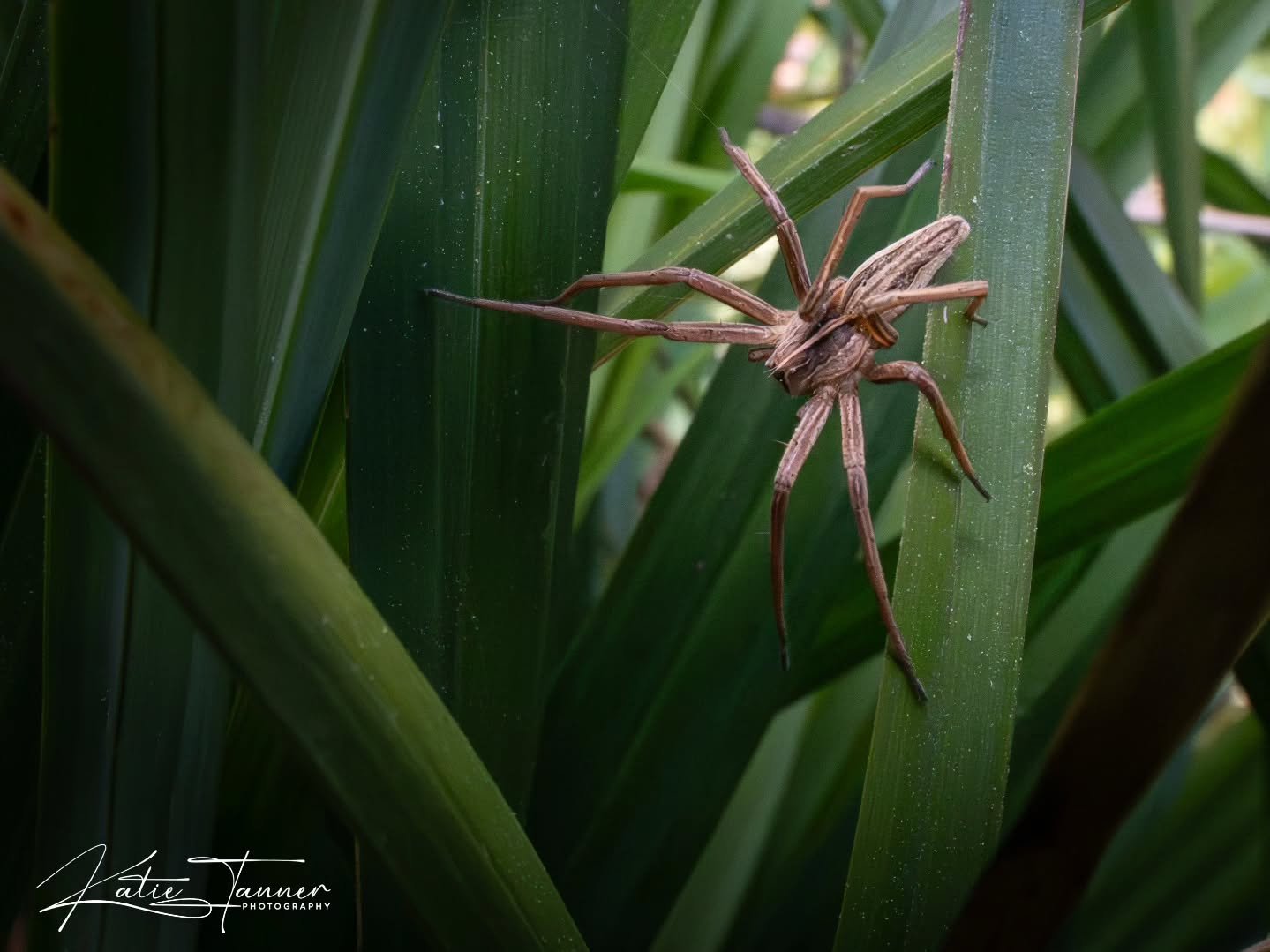 Hidden amongst the sedge 
A wolf spider waiting patiently for something to wonder past

#macro #garden #spring

@bbcspringwatch @surreywildlifetrust