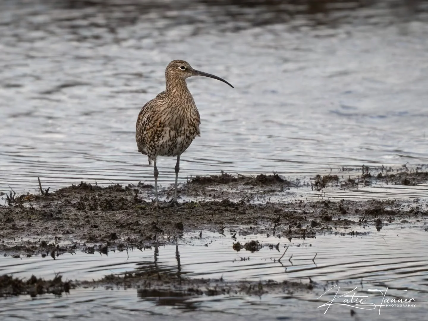 Curlew Thursley Common