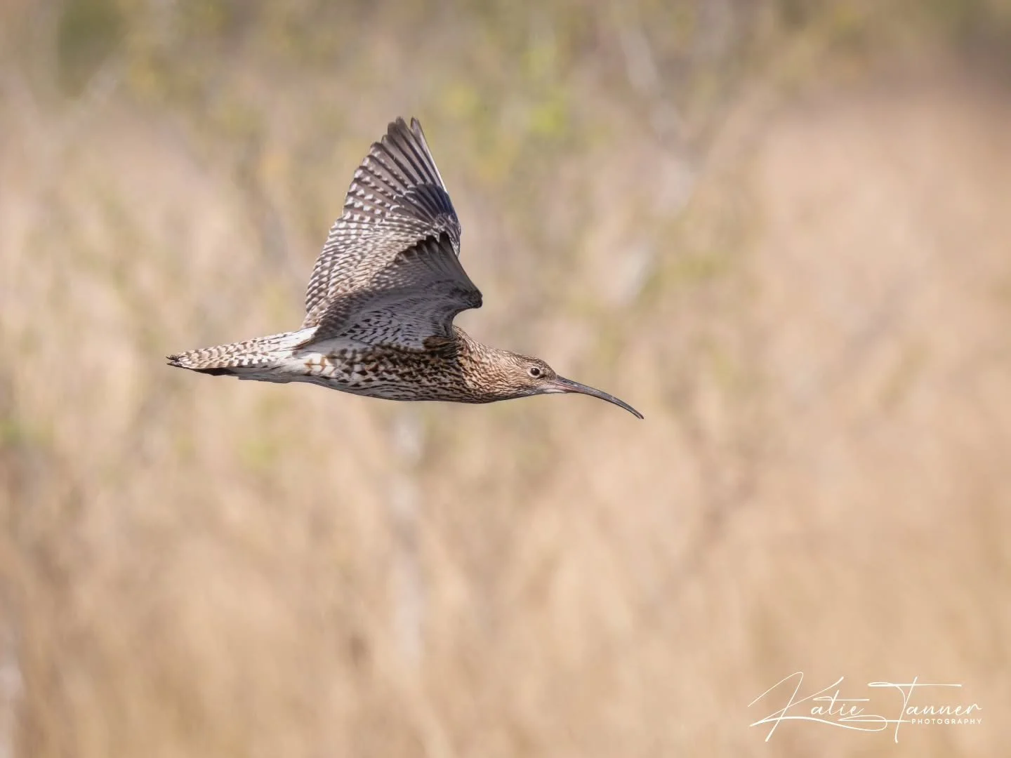 Spoilt again by this beautiful curlew at Thursley Common 😍

#wildlifephotography #naturephotograhpy #birdphotography

@bbcspringwatch @rspb @naturalengland @surreywildlifetrust