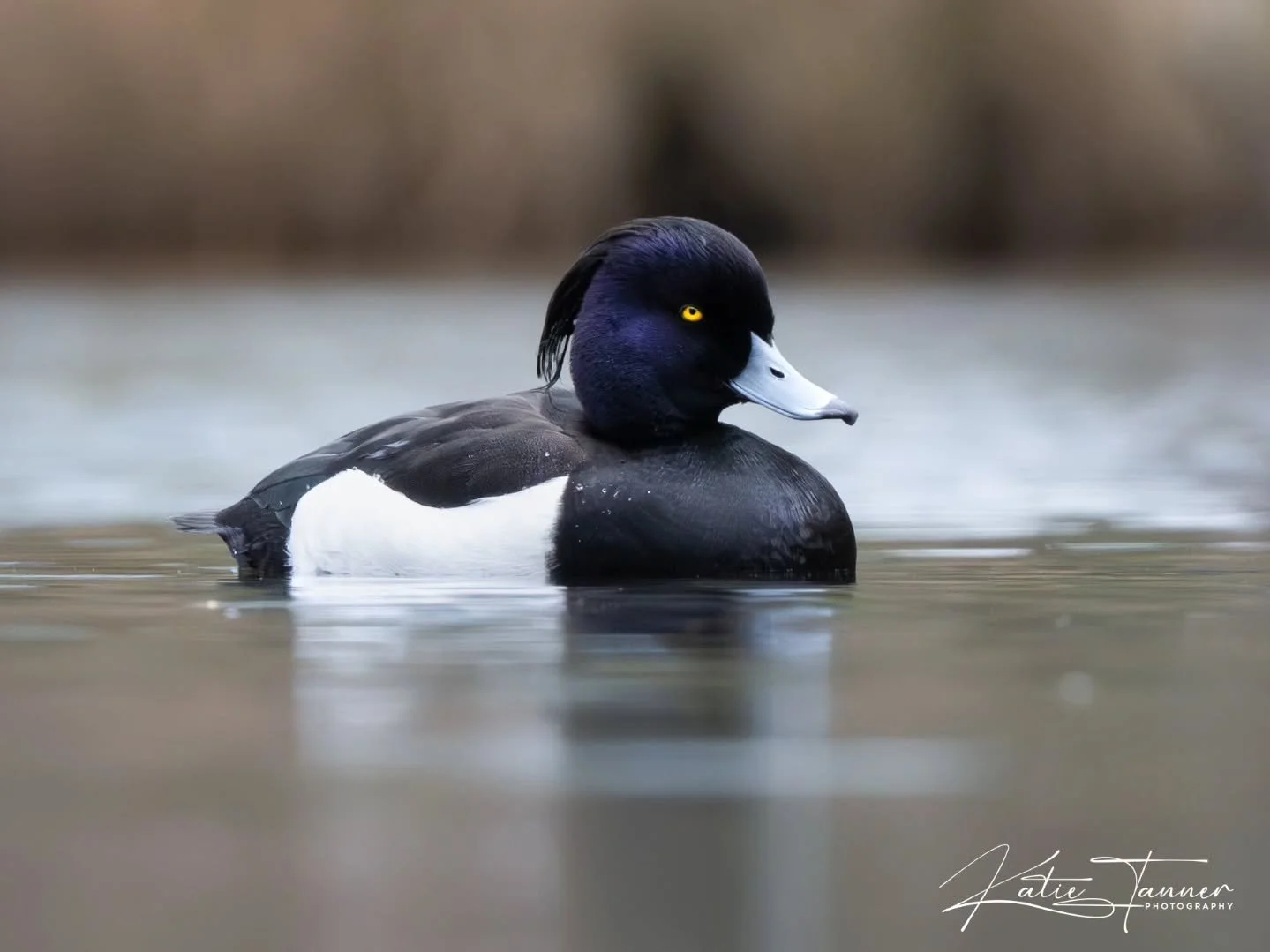 Tufted Ducks 
Love these ducks with their piercing eyes 👀
10 males, 2 females&hellip; safe to say there was a bit of competition on the water 😅

#wildlifephotography #naturephotograhpy #birdphotography

@rspb @rspbengland @surreywildlifetrust @bbcs