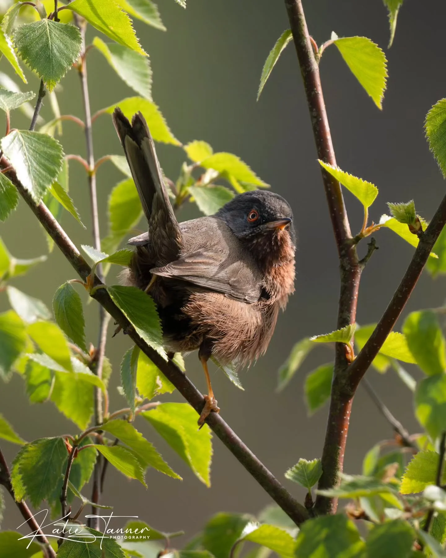 &ldquo;Strategically placed leaf = dignity preserved.&rdquo;

#dartfordwarbler #naturephotograhpy #birdphotography

@bbcspringwatch @rspb @rspbengland @surreywildlifetrust @naturalengland