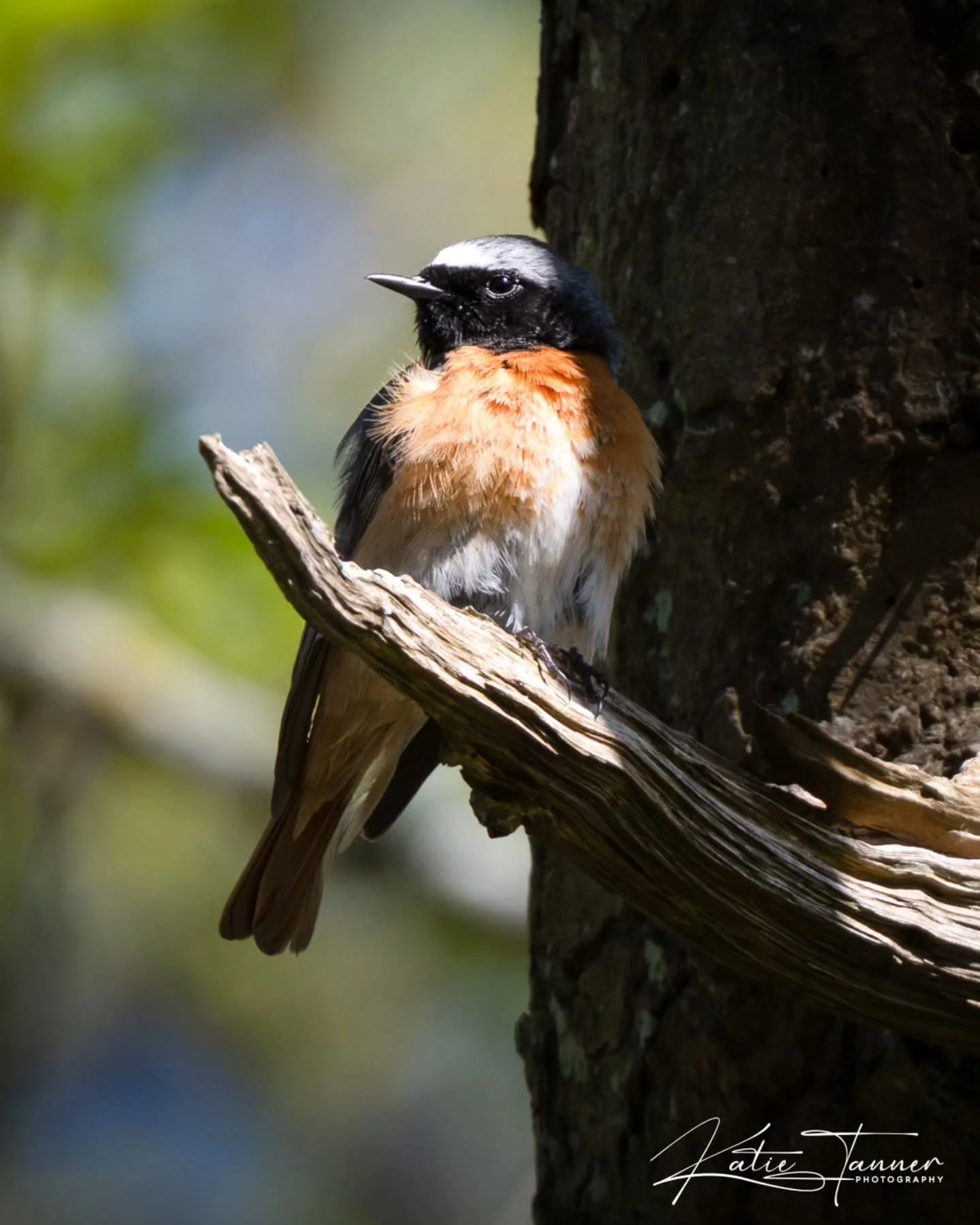 A redstart glowing in the sunlight, showing off that incredible orange chest for just a few seconds before darting off again.

#birdphotography #spring #wildlife

@bbcspringwatch @rspb @surreywildlifetrust @naturalengland
