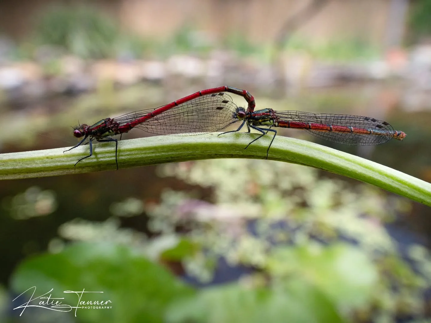 Two red damselflies enjoying the sunshine on the curve of a stem above my wildlife pond ❤️
I love spending time watching what turns up around the pond, from frogs and newts to dragonflies and damselflies, there&rsquo;s always something new to photogr